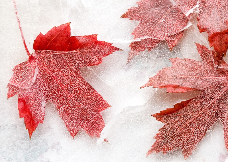 Bronze Award: Karen Beri, Canada