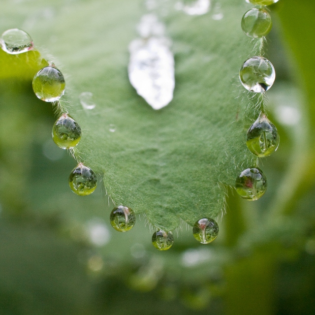 Silver Award: Pete Miller, United States