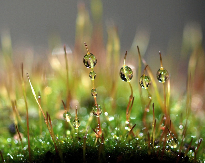 Winner: Sudiarta I Putu, Indonesia