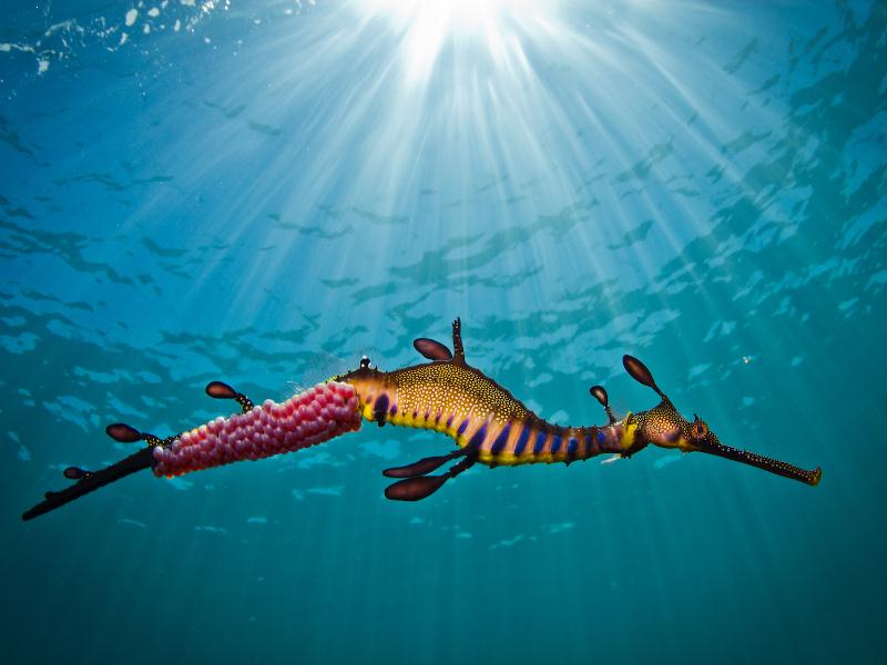 Gold Award: Richard Wylie, Australia