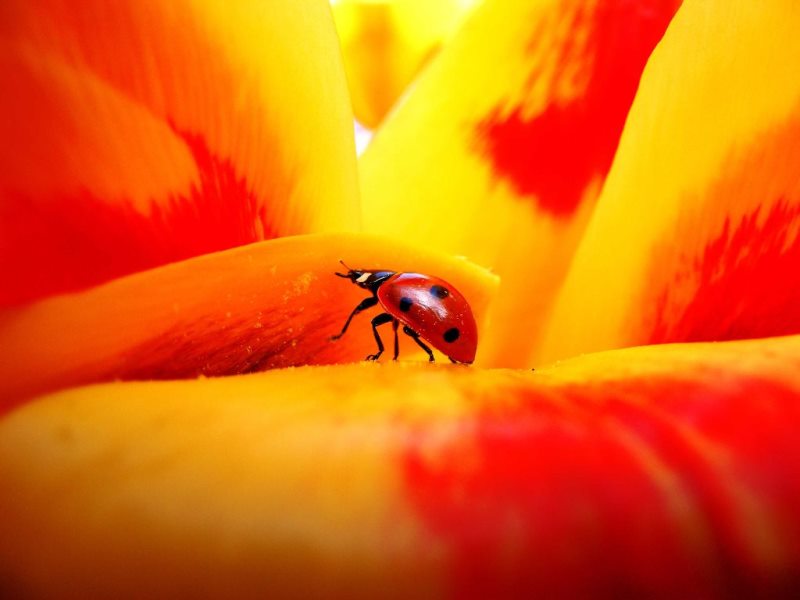 Bronze Award: Martin Munn, United Kingdom, Fauna