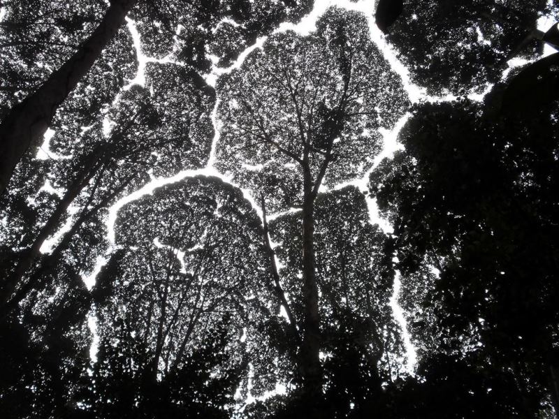 Gold Award: Sivanesan Selan, Malaysia, Scientific phenomena