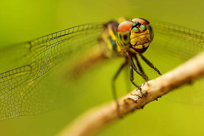Silver Award: Jonathan De Vera, Philippines, Fauna