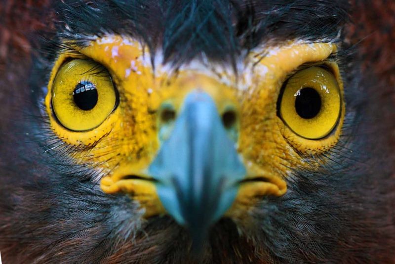 Silver Award: Jonathan De Vera, Philippines, Fauna