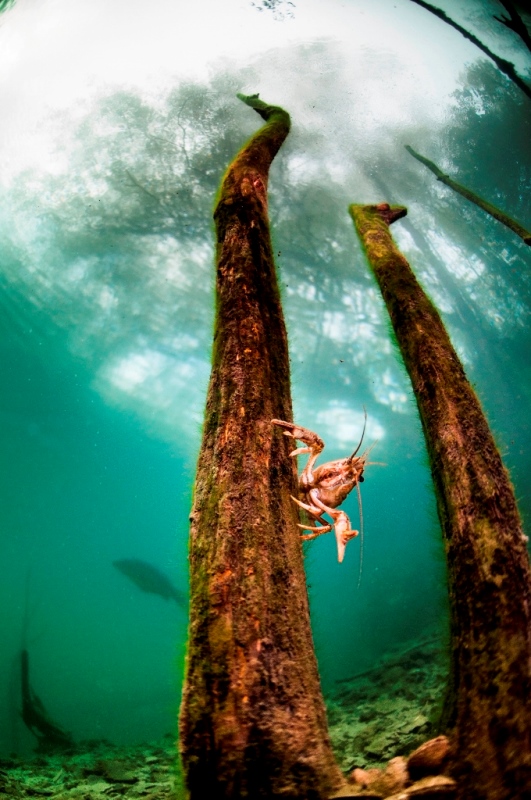Silver Award: Jean Christophe Grignard, Belgium, Fauna