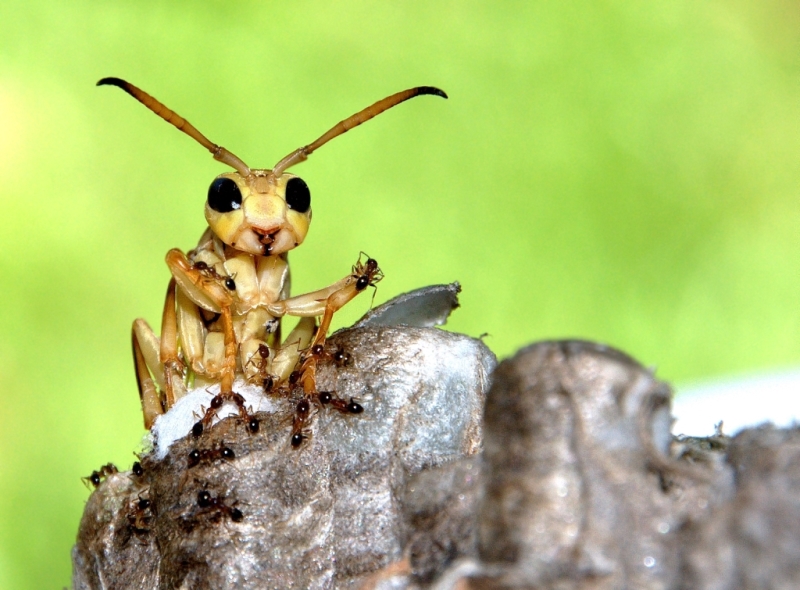 Silver Award: Voujka Kivera, France, Fauna
