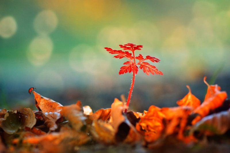 Winner: Krasimir Matarov, Bulgaria, Fauna
