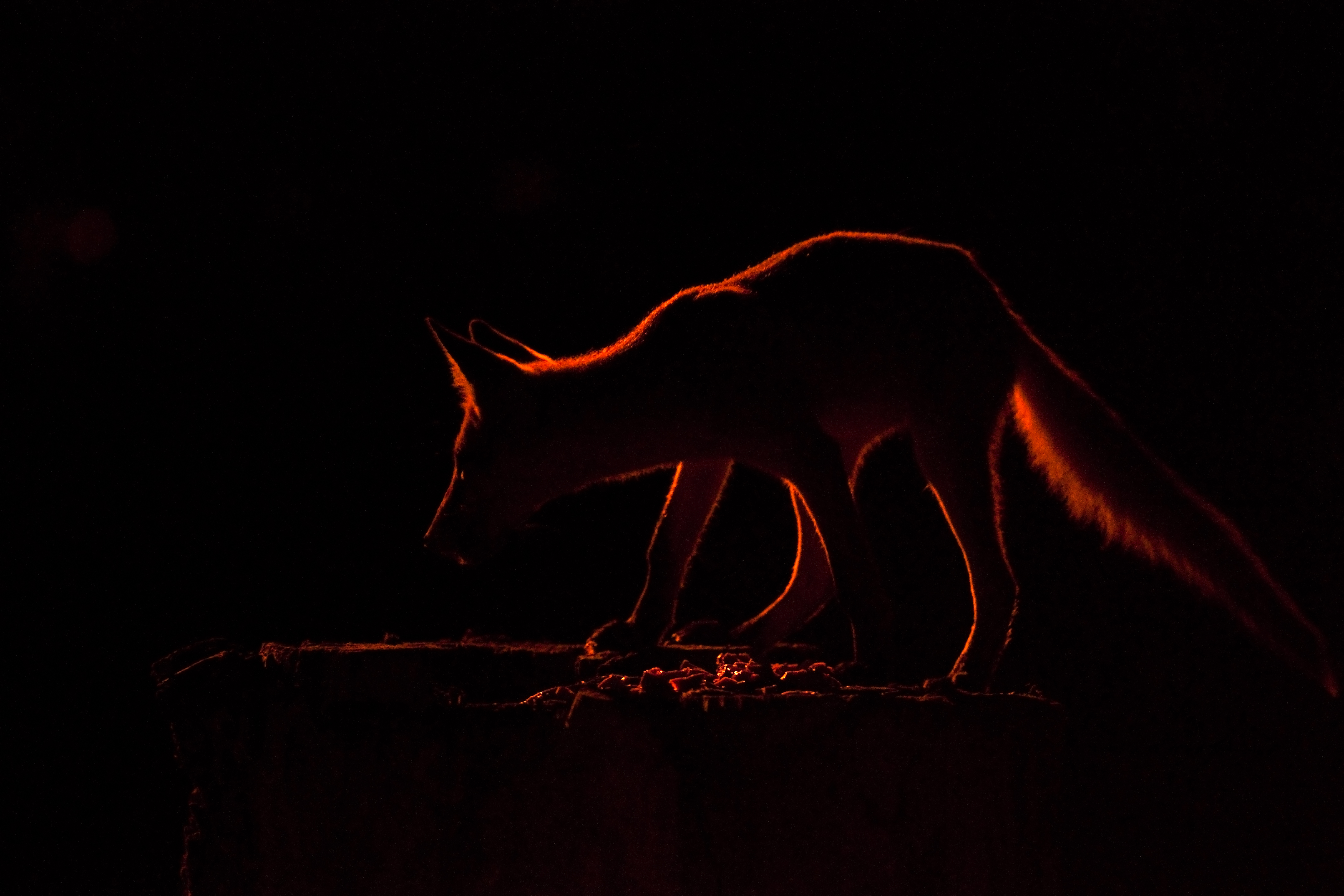 Bronze Award: Adam Fath, Hungary, Fauna