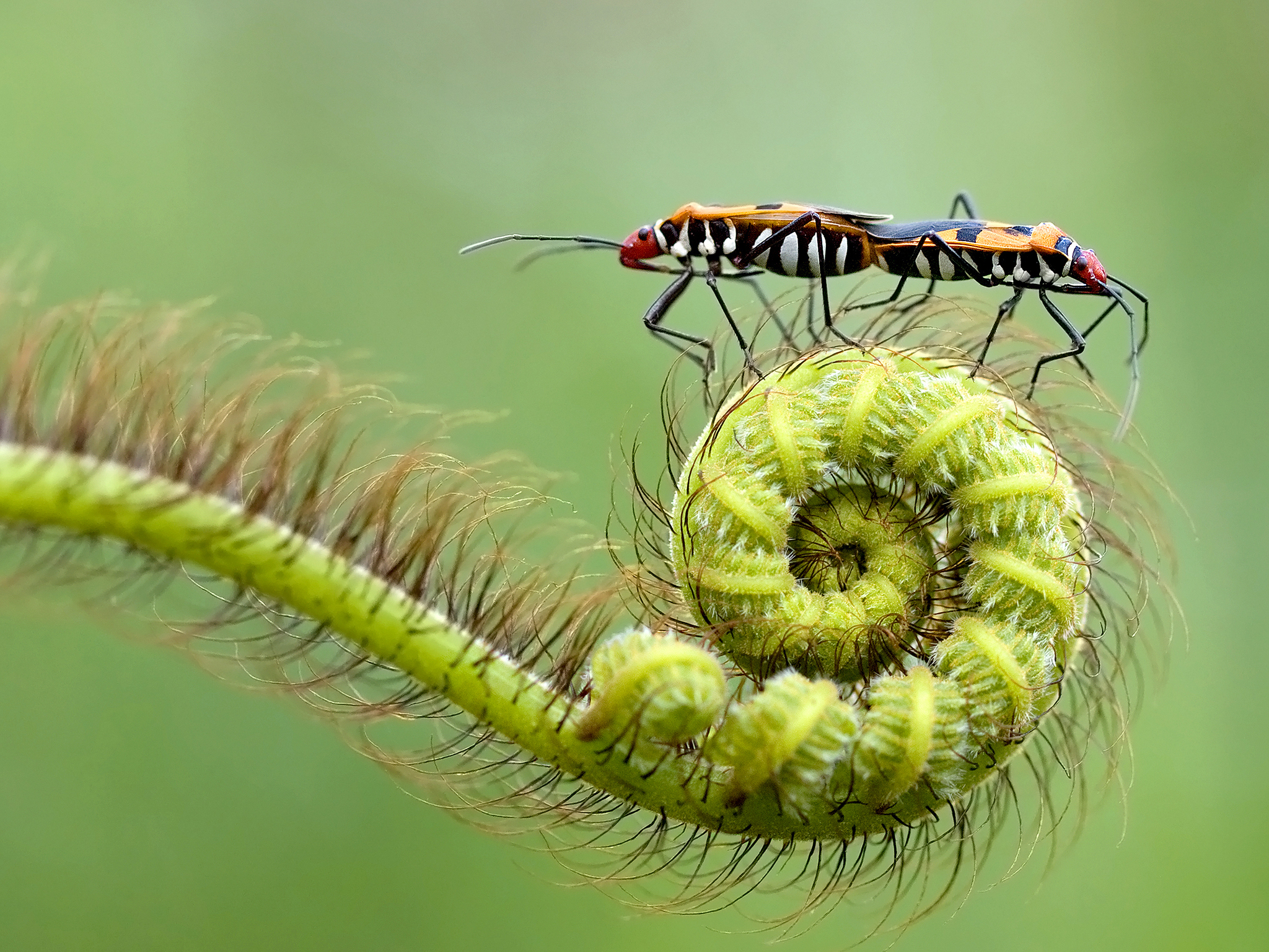 Bronze Award: Putu Sudiarta, Indonesia, Fauna