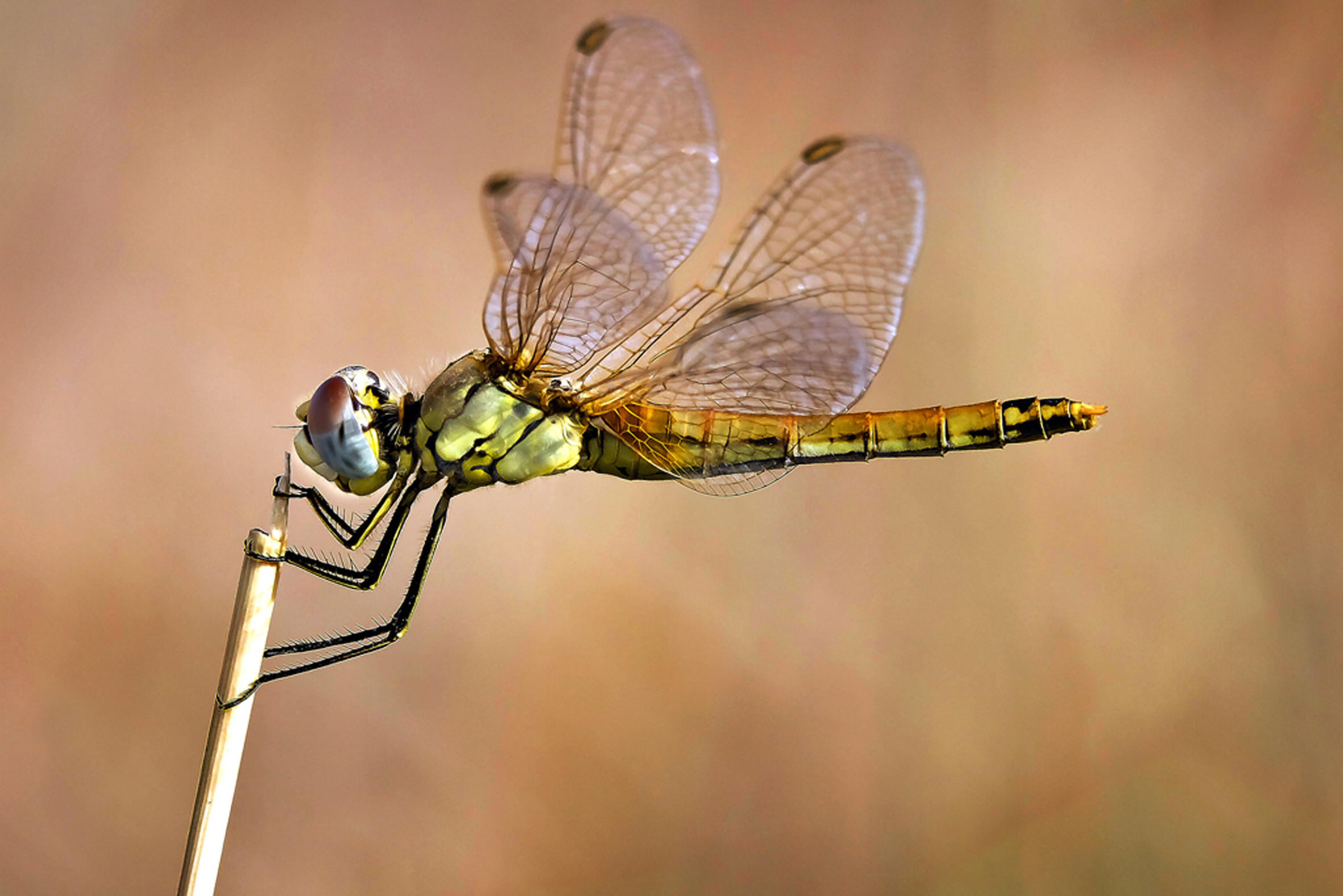 Bronze Award: Angel Ros Die, Spain, Fauna