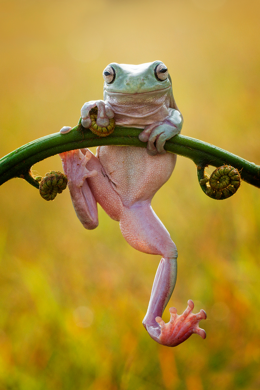 Gold Award: Hendy Mp, Indonesia, Fauna