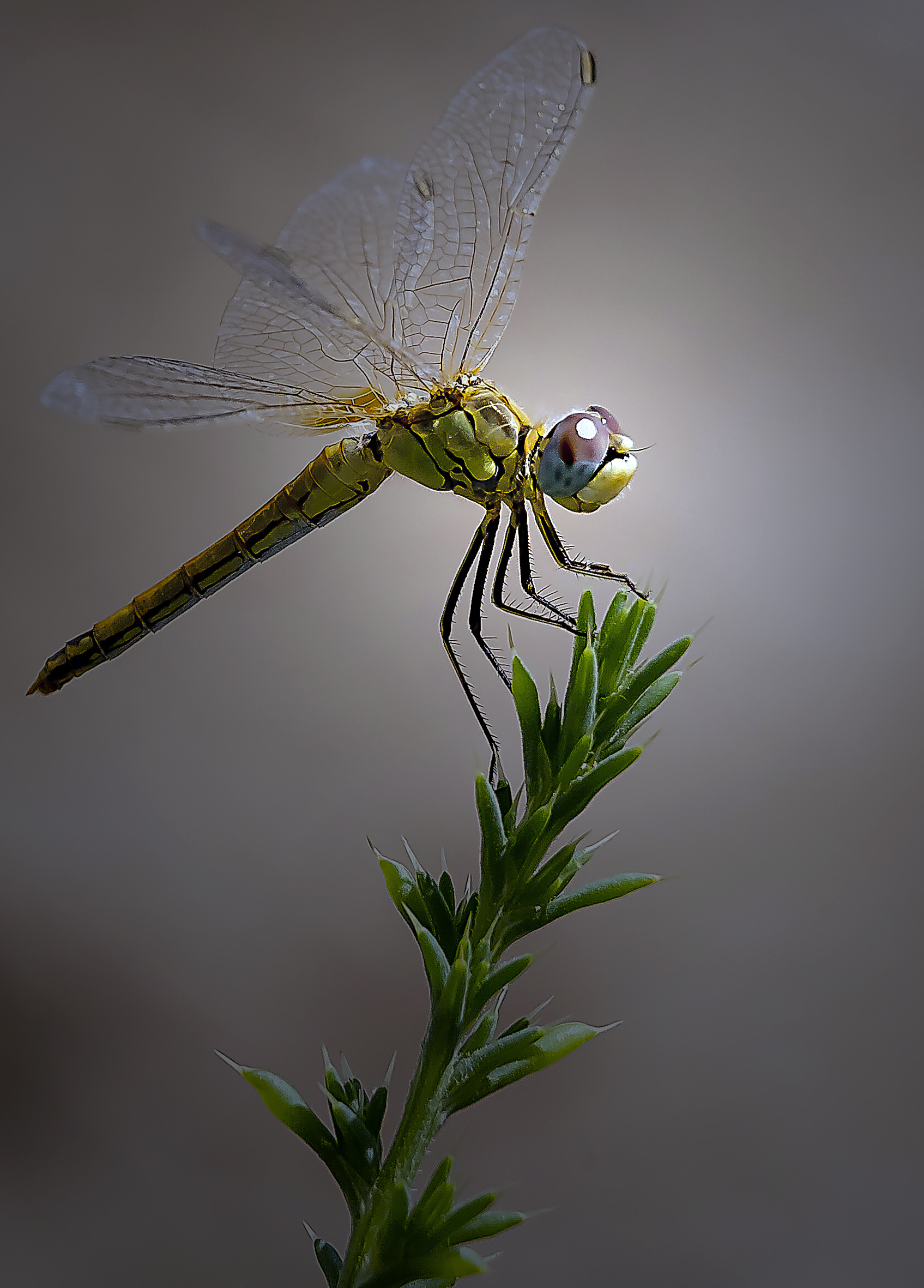 Silver Award: Angel Ros Die, Spain, Fauna