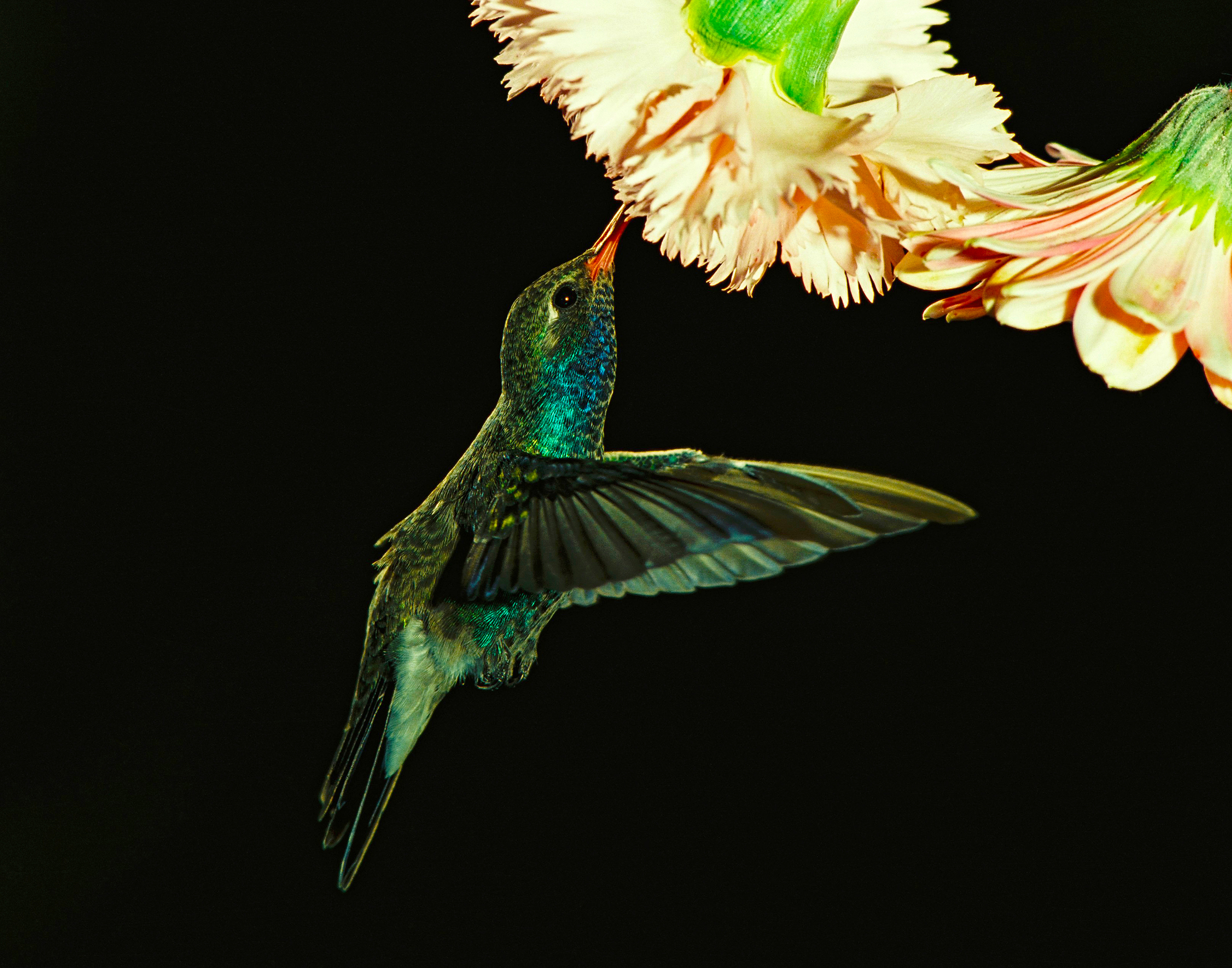 Silver Award: Vidal Humberto Berrones Murillo, Mexico, Fauna