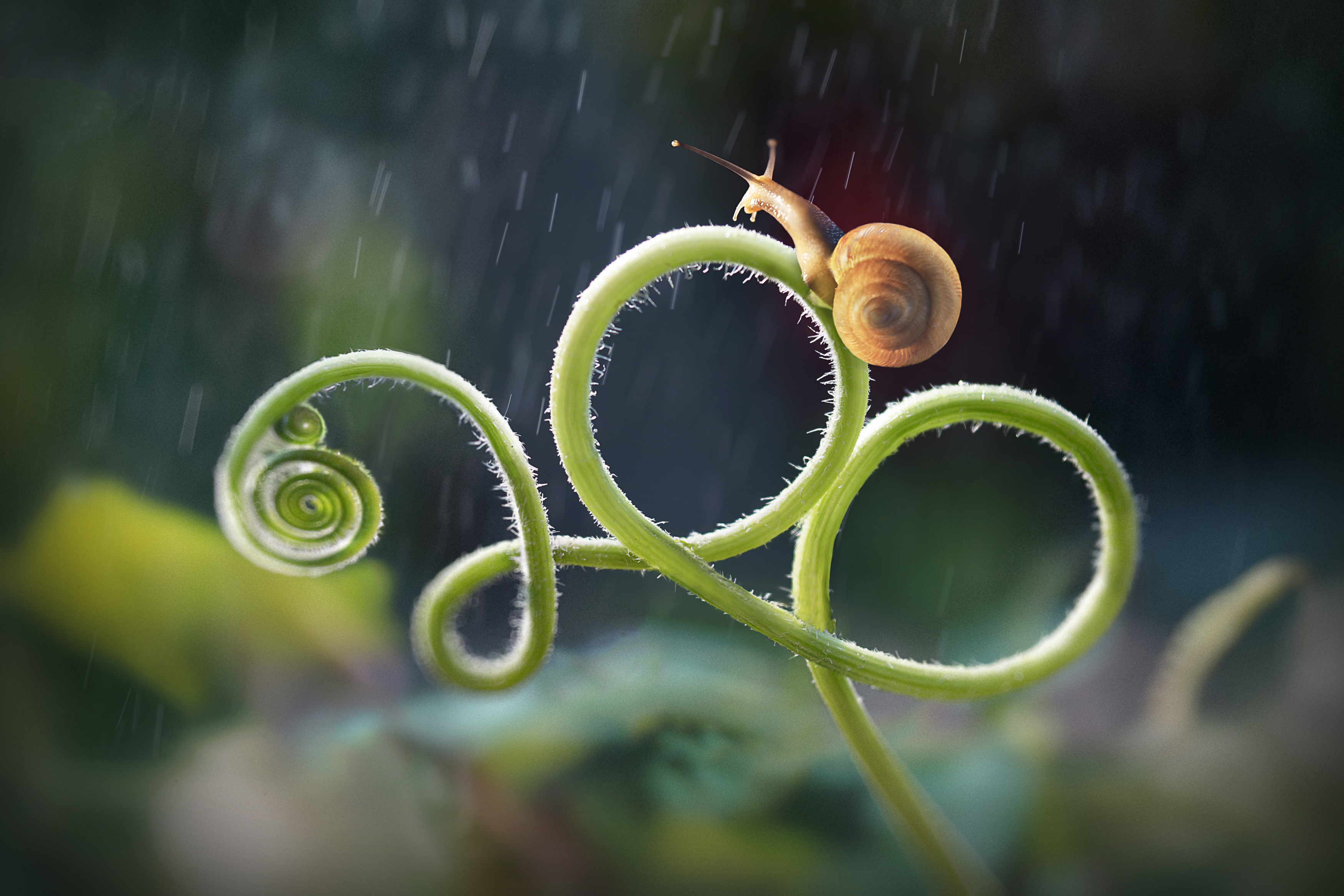 Silver Award: hiep nguyen, Vietnam, Fauna