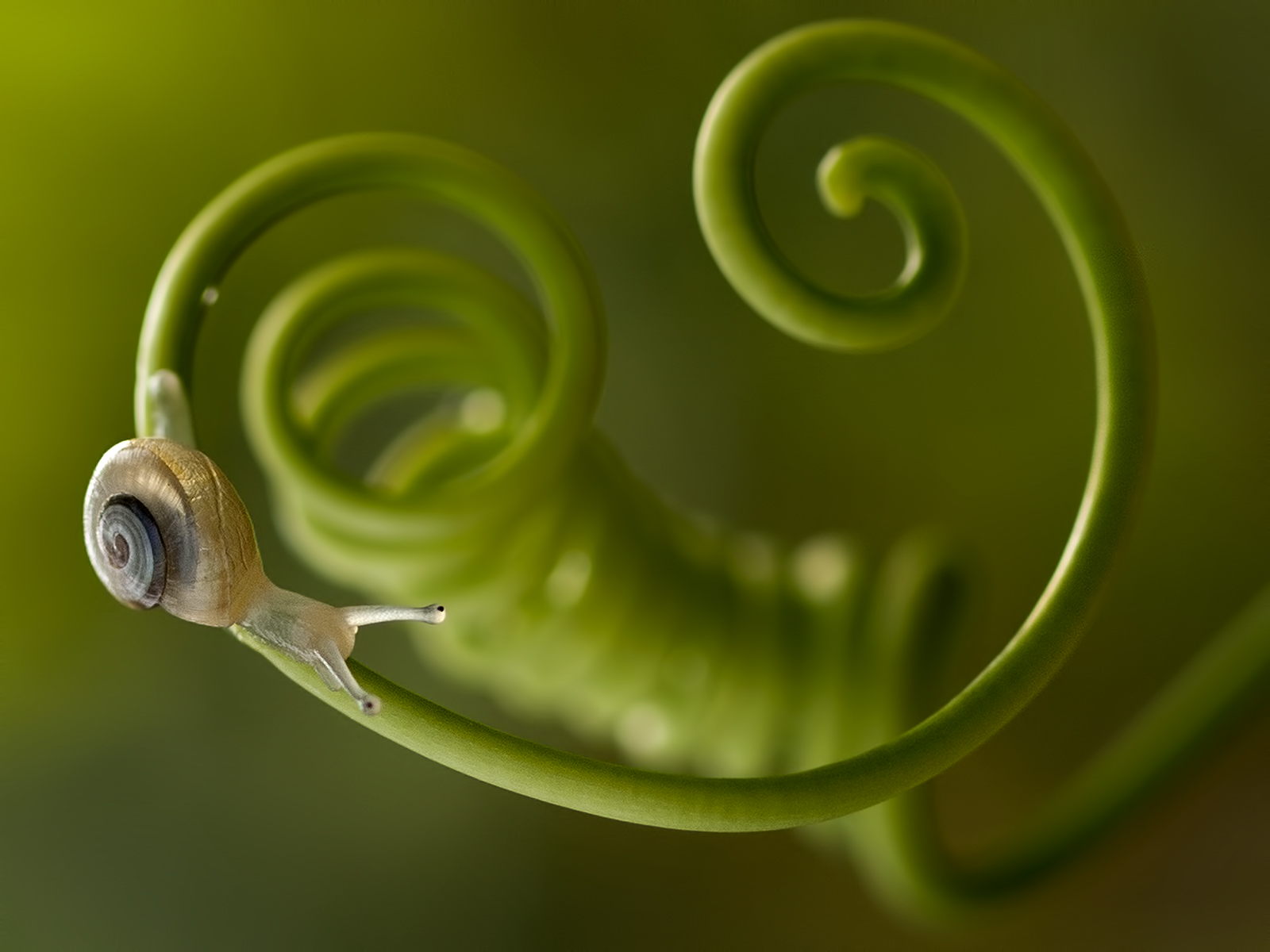 Winner: Alit Susanta Wirya, Indonesia, Fauna