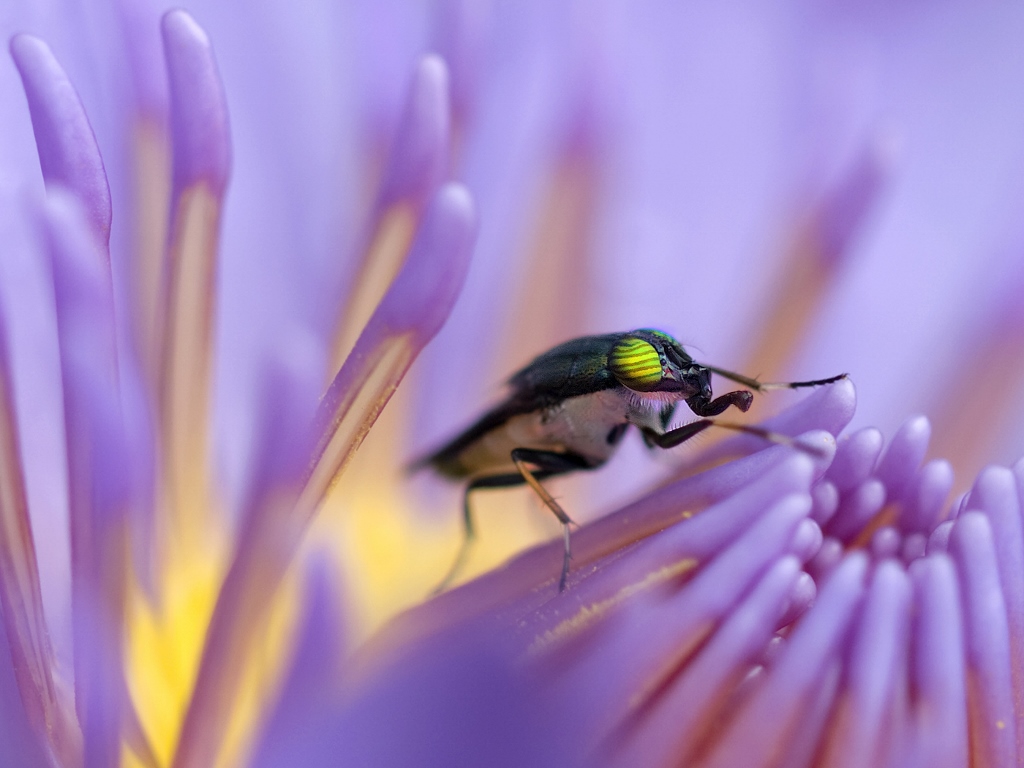 Bronze Award: I Putu Sudiarta, Indonesia, Fauna
