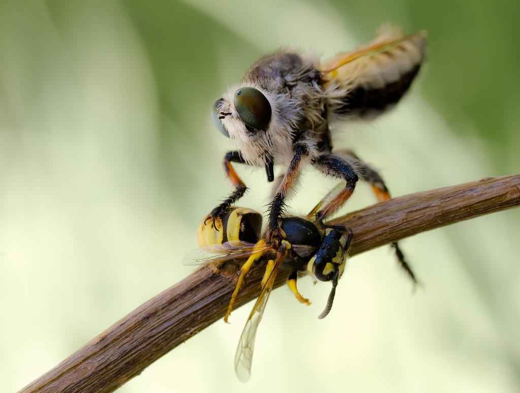 Bronze Award: Madjid Momeni-Moghaddam, Iran, Fauna