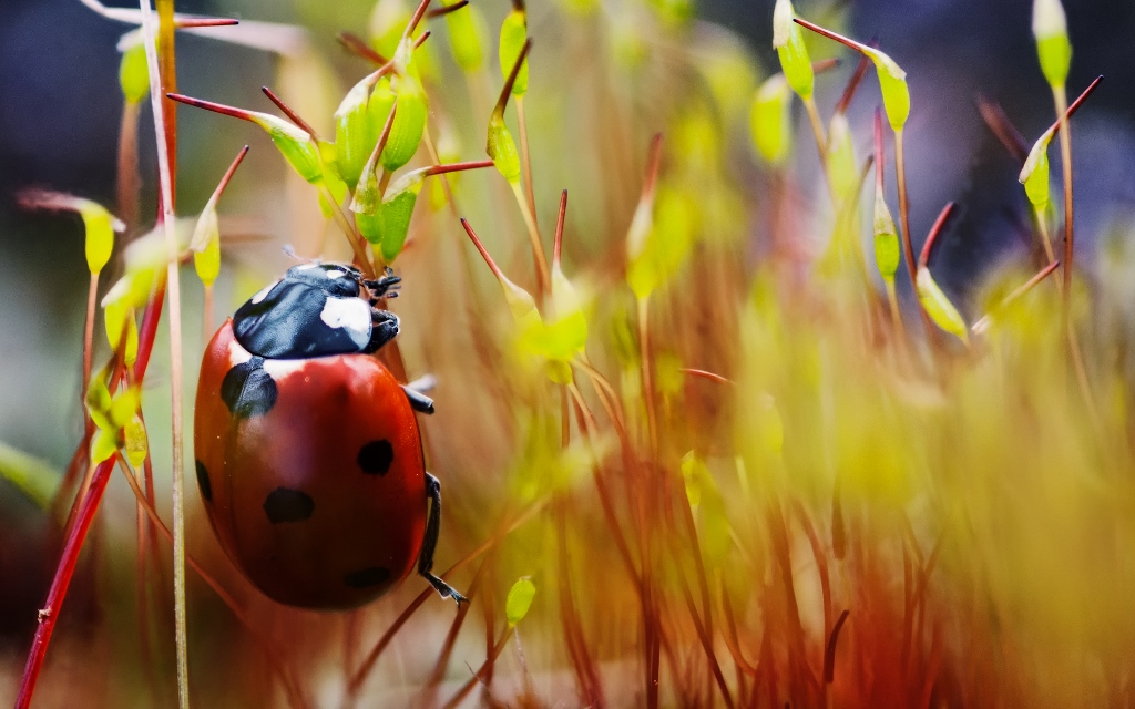 Bronze Award: burak kaan azak, Turkey, Fauna