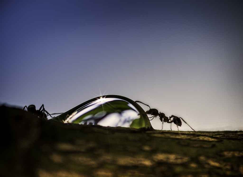 Bronze Award: Zhaark Strydom, South Africa, Fauna