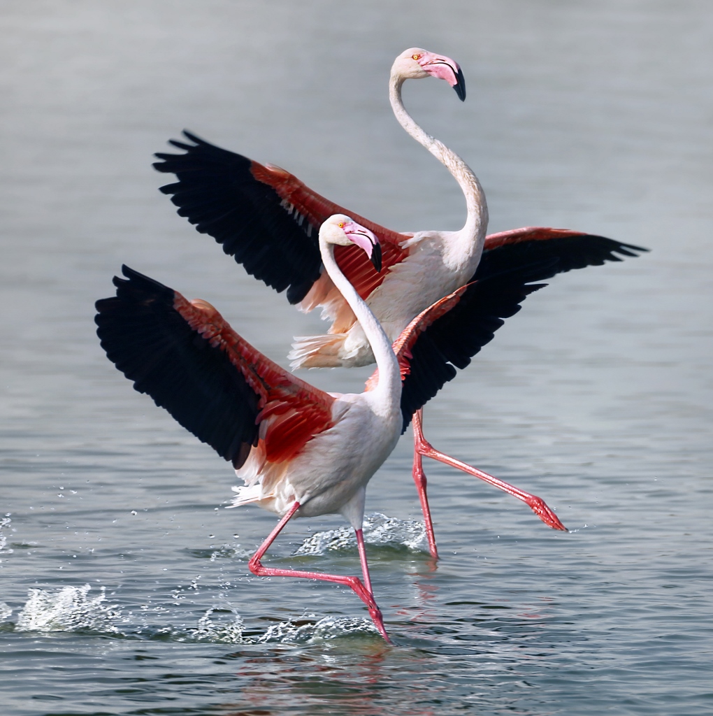 Bronze Award: Mario Bejagan Cardenas, United Arab Emirates, Fauna
