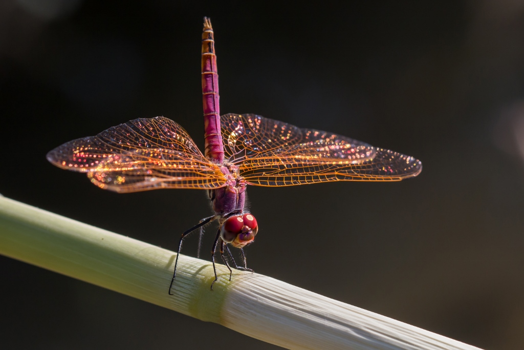 Silver Award: Mahmut Peynirci, Turkey, Fauna