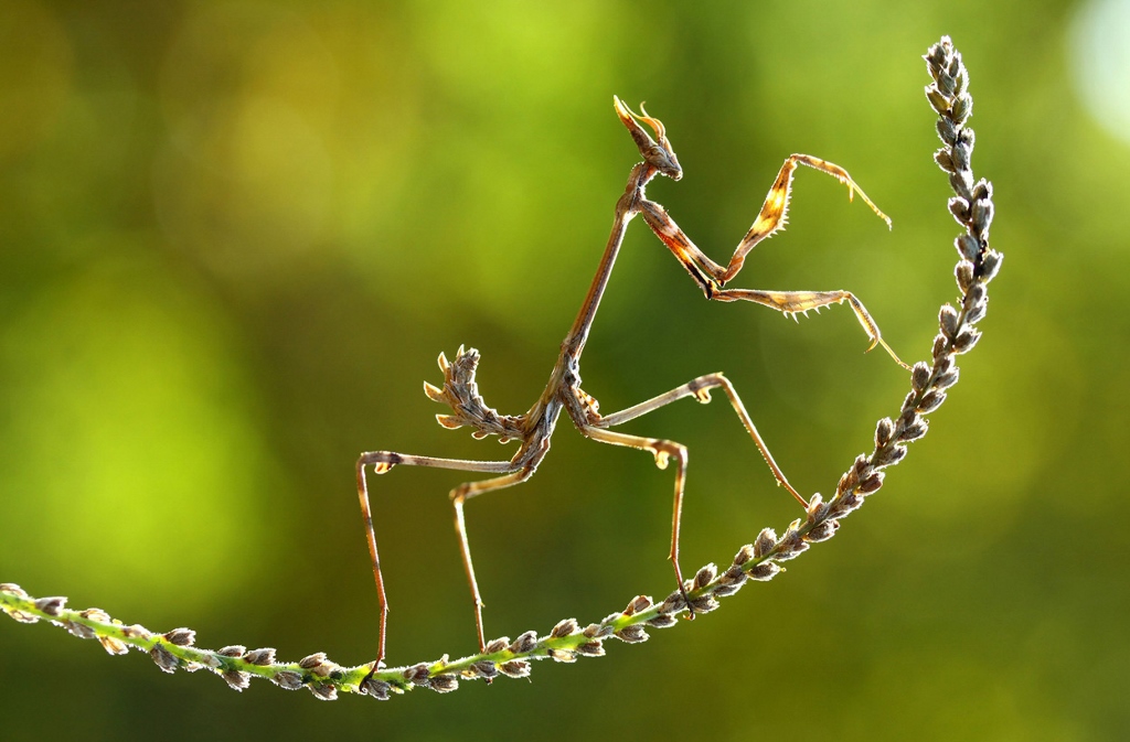 Silver Award: Fulya Aydındağ, Turkey, Fauna