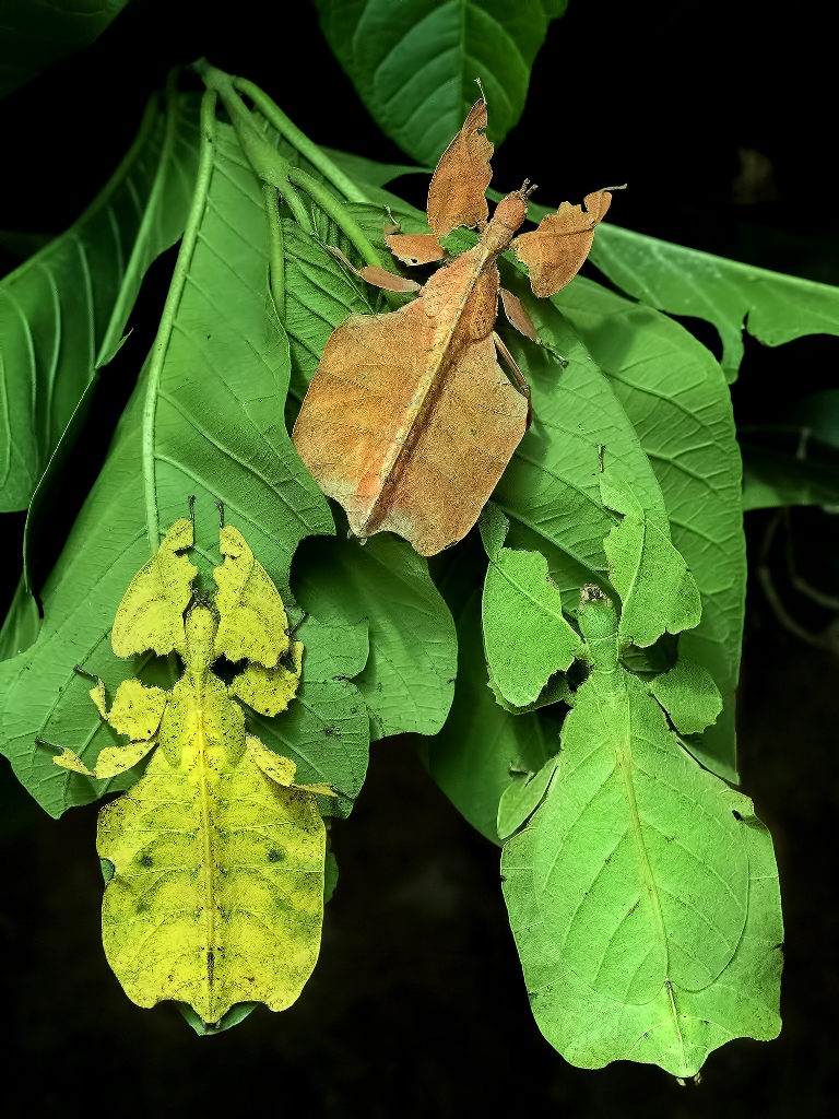 Silver Award: Gusti Ngurah Alit Susanta Wirya, Indonesia, Fauna