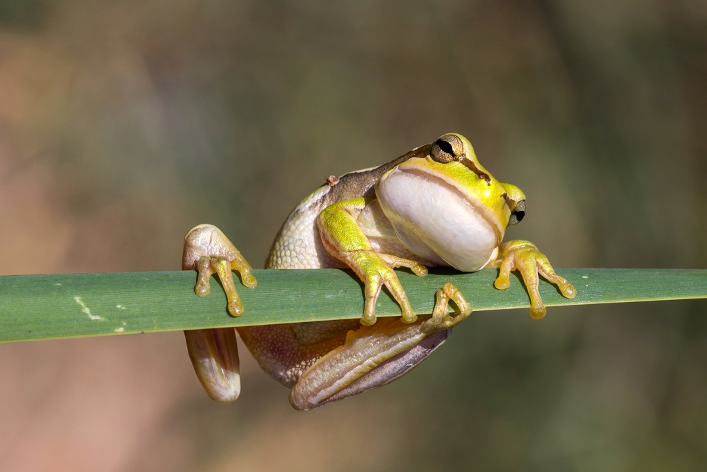 Silver Award: Mahmut Peynirci, Turkey, Fauna