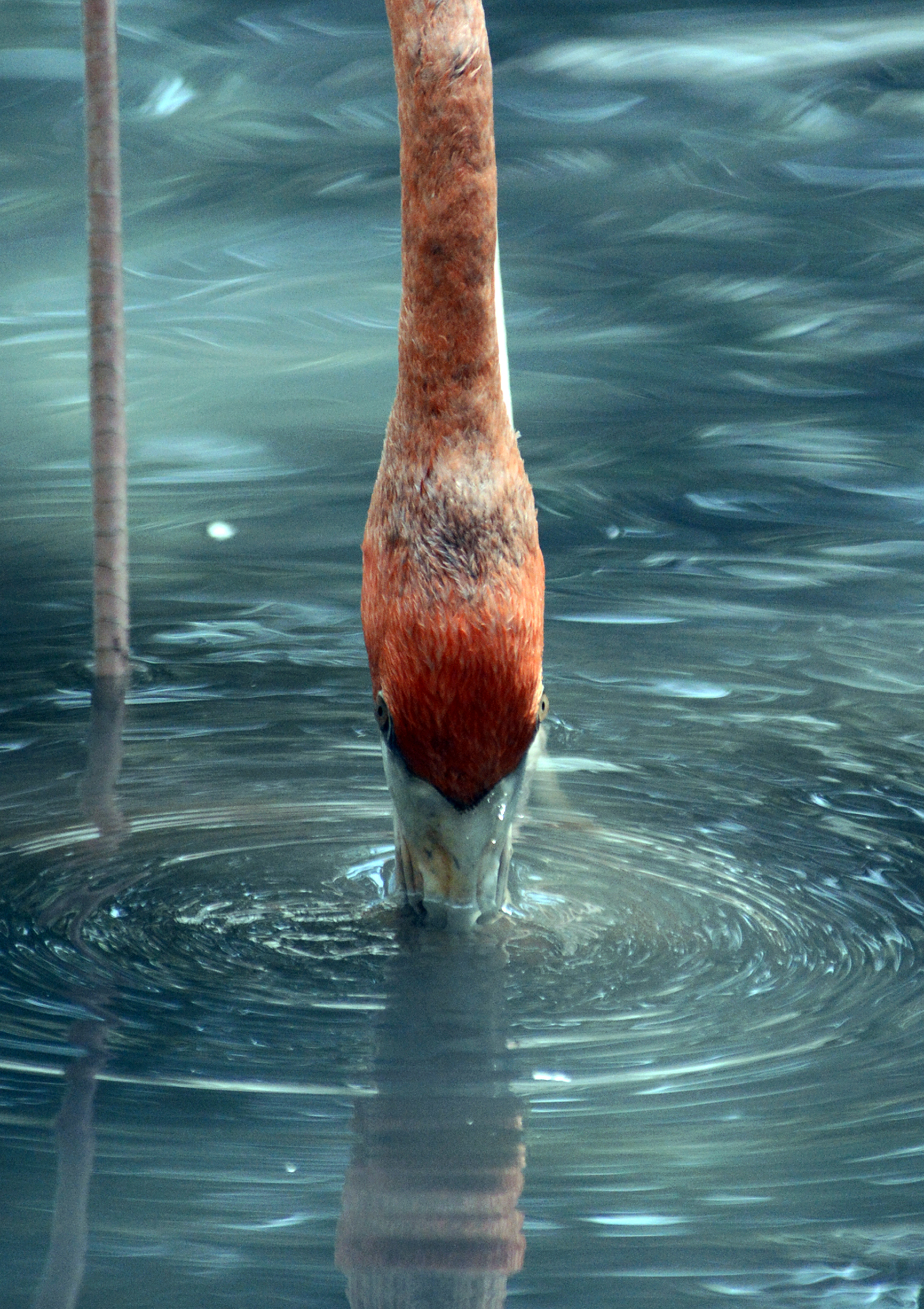Bronze Award: Jophel Botero, Philippines, Fauna