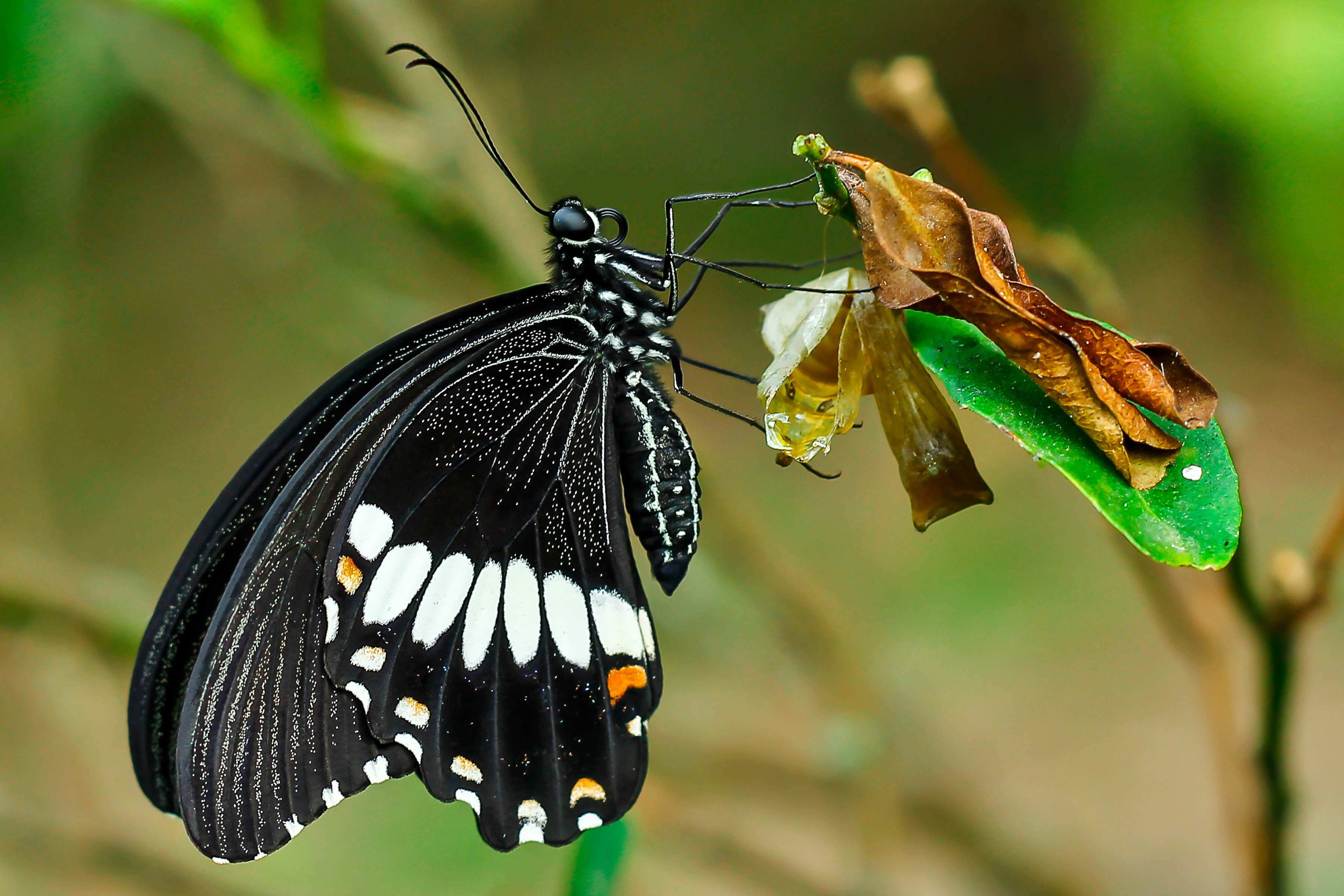 Bronze Award: Allan Castañeda, Philippines, Fauna