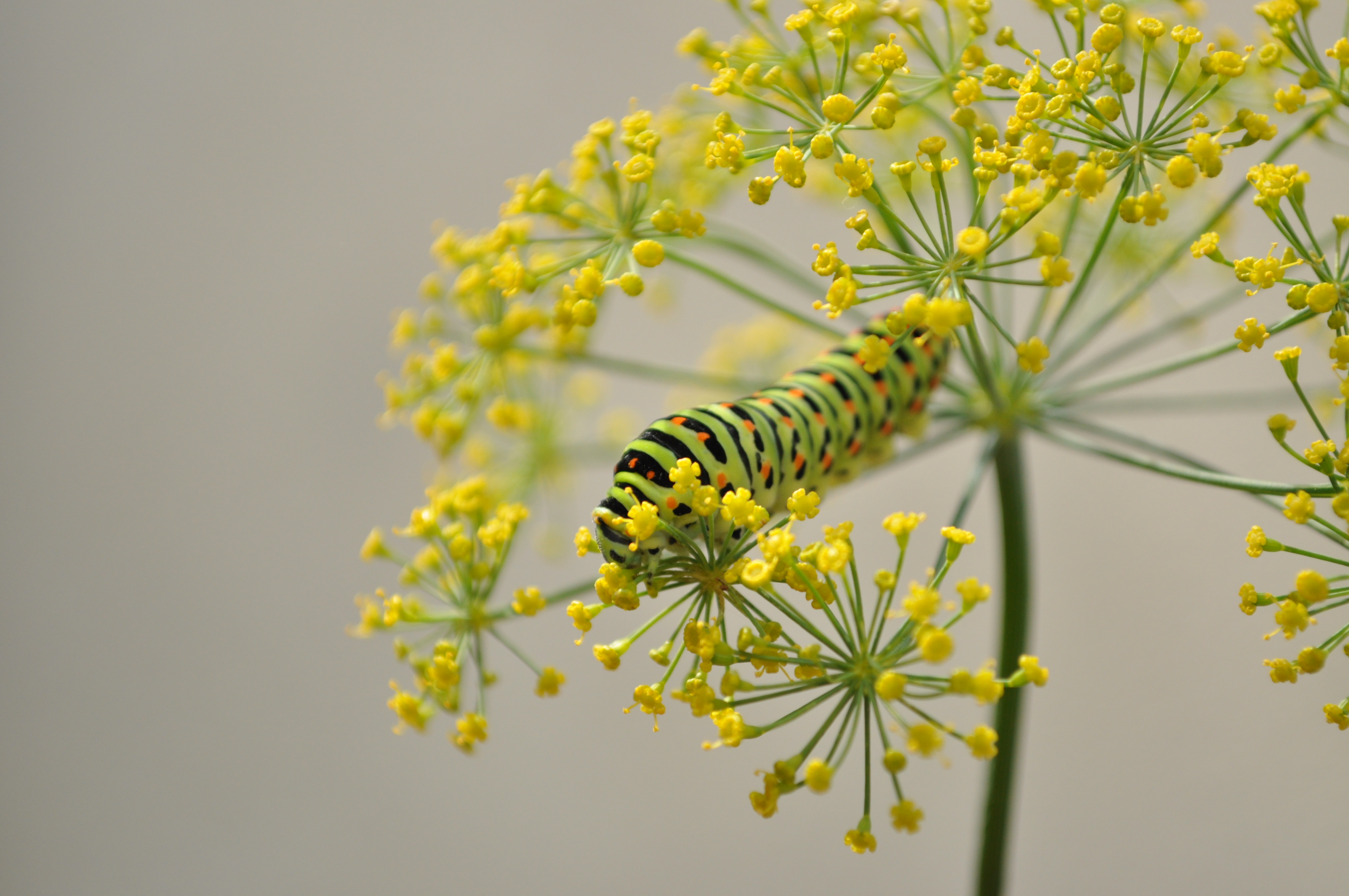 Bronze Award: Stefani Zgureva, Bulgaria, Fauna