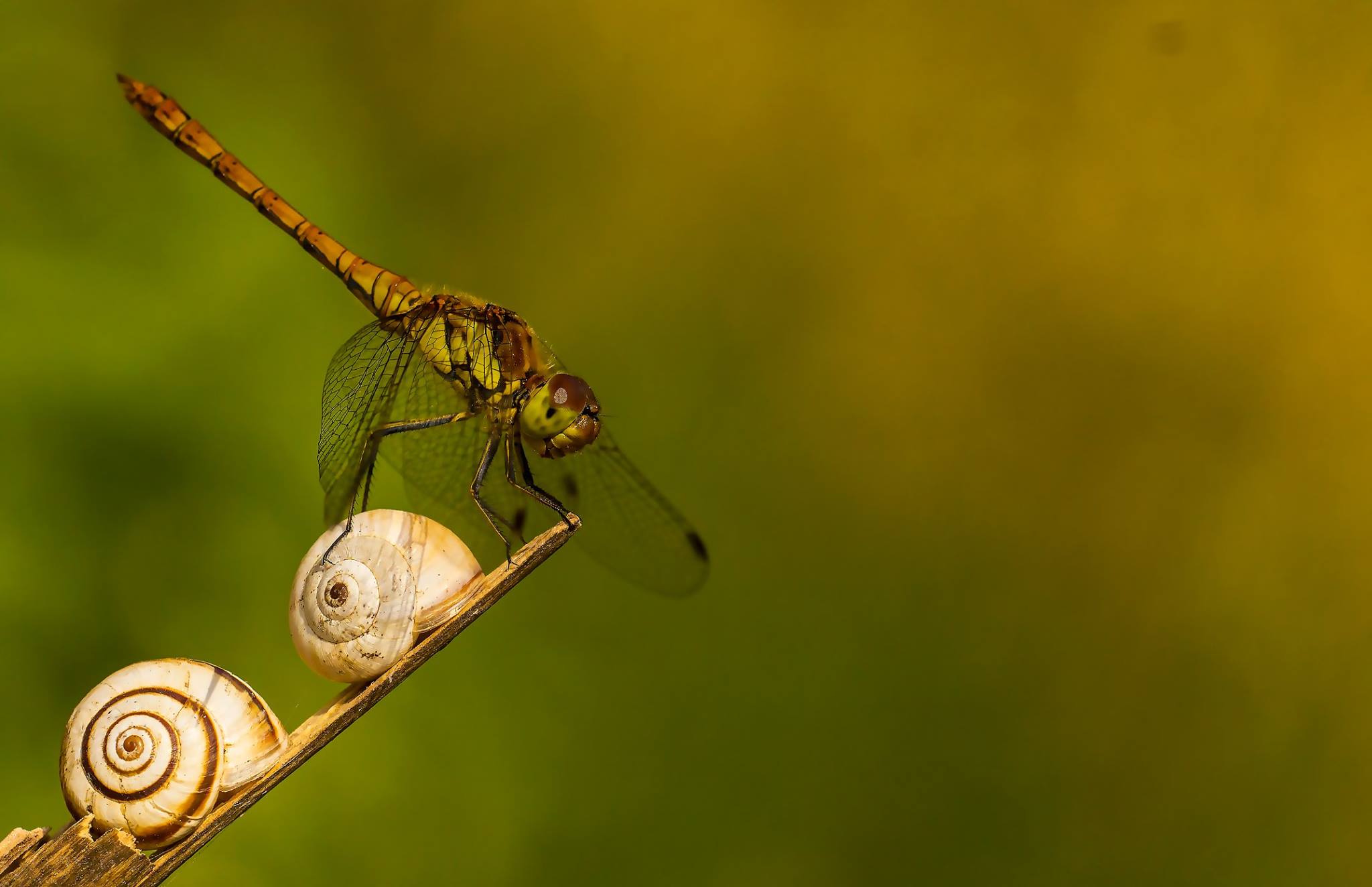 Bronze Award: Kardelen Dalbudak, Turkey, Fauna