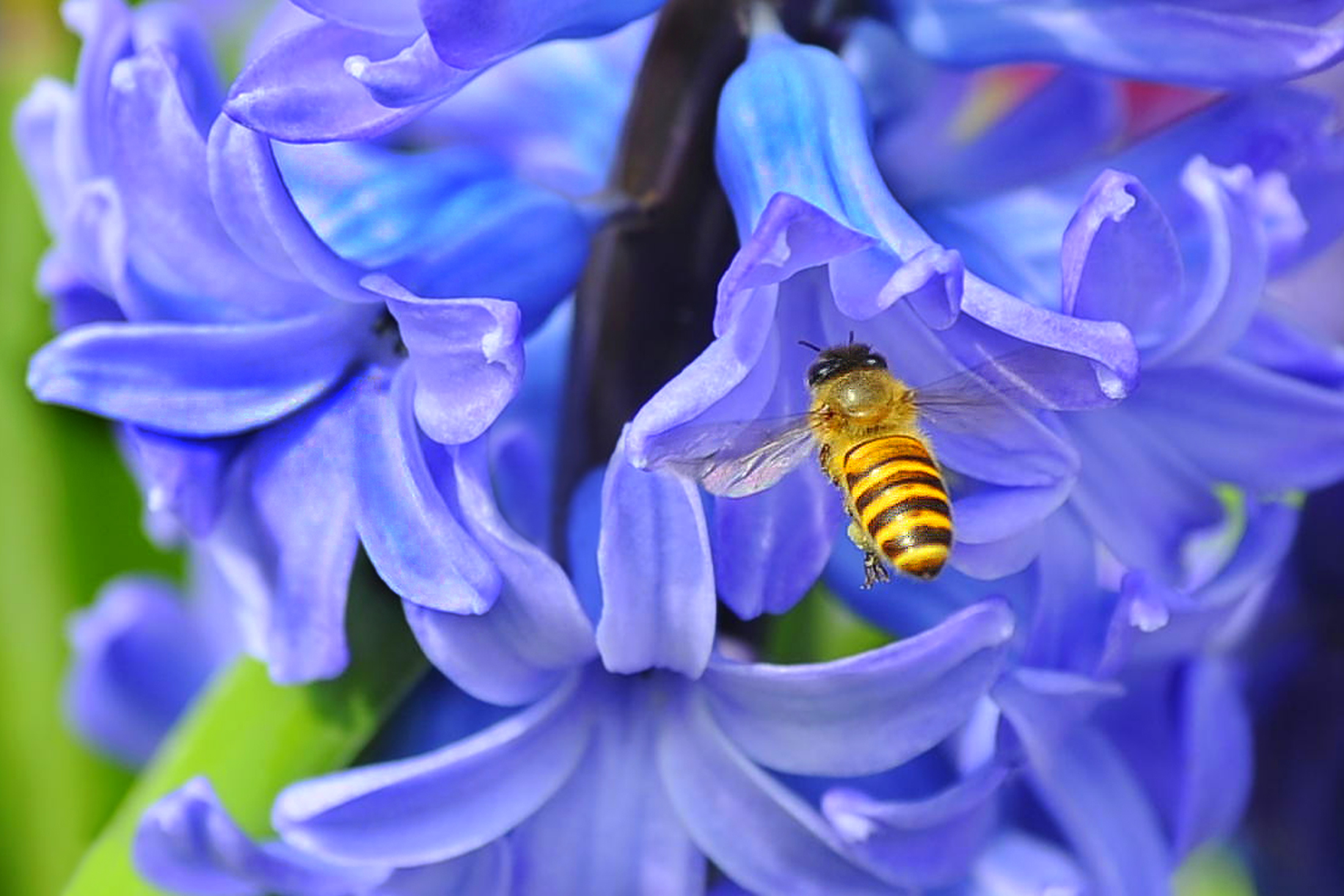 Bronze Award: Leka Huie, Hong Kong, Fauna