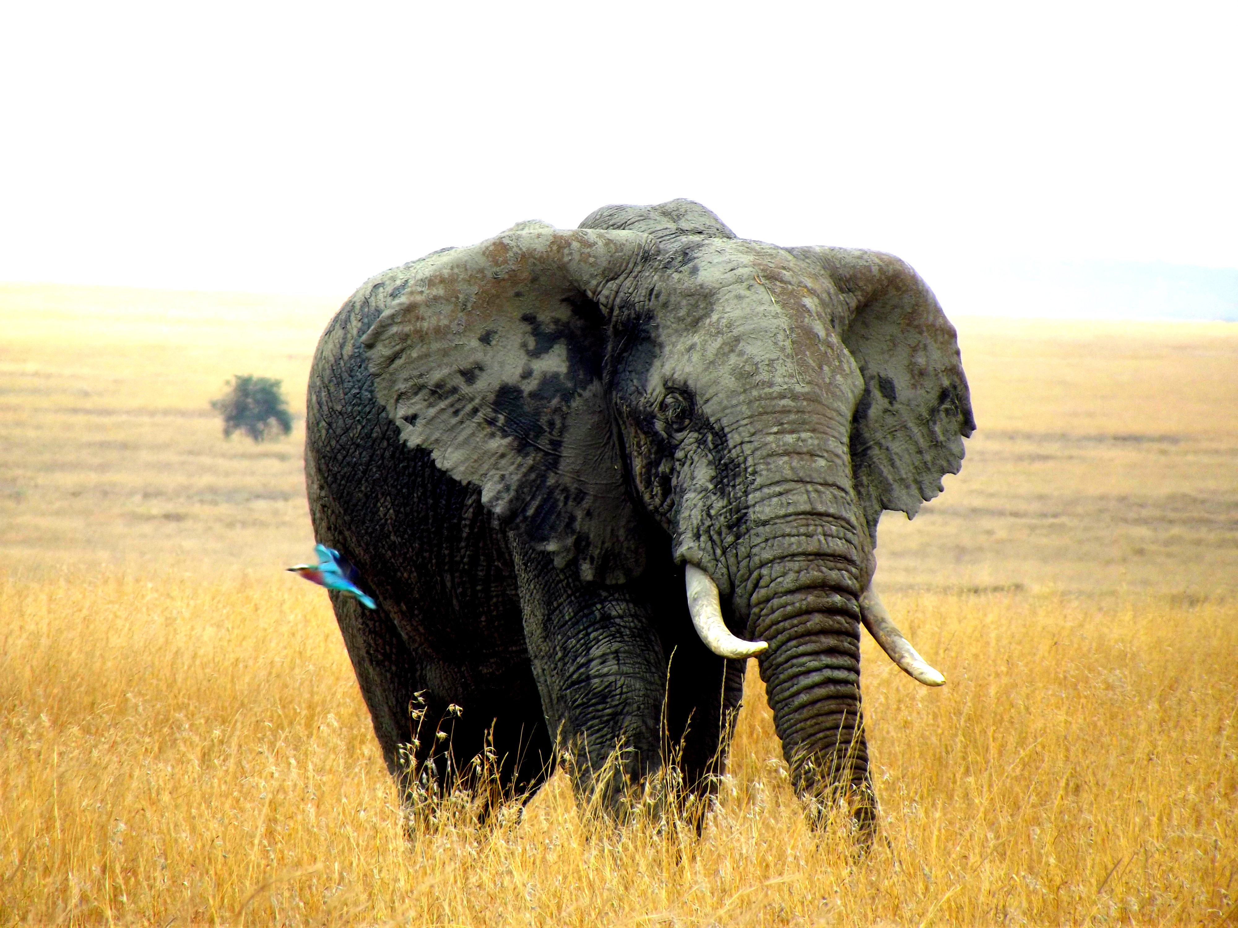Bronze Award: Denisa Kalužová, Belgium, Fauna