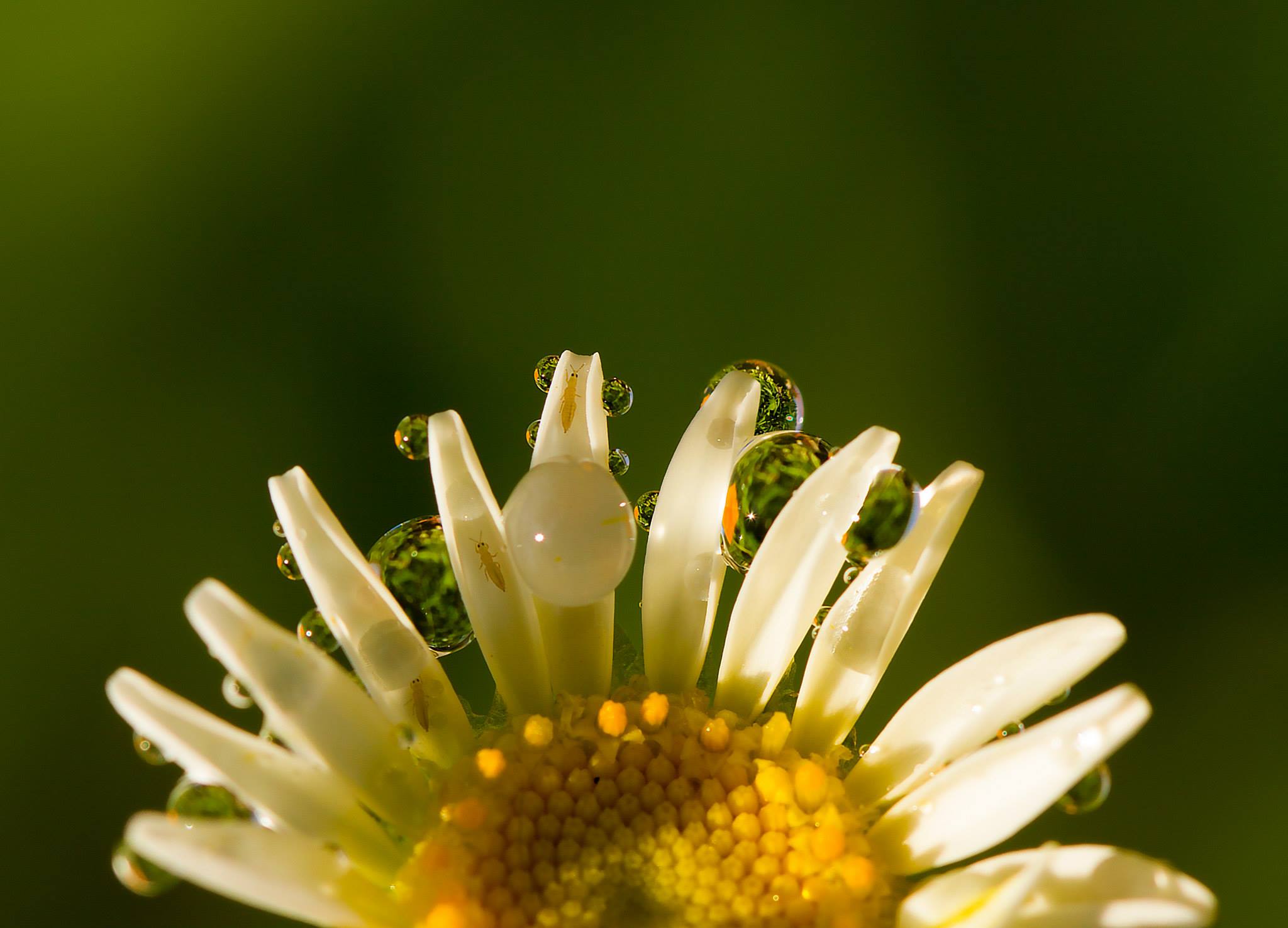 Bronze Award: Kardelen Dalbudak, Turkey, Scientific phenomena