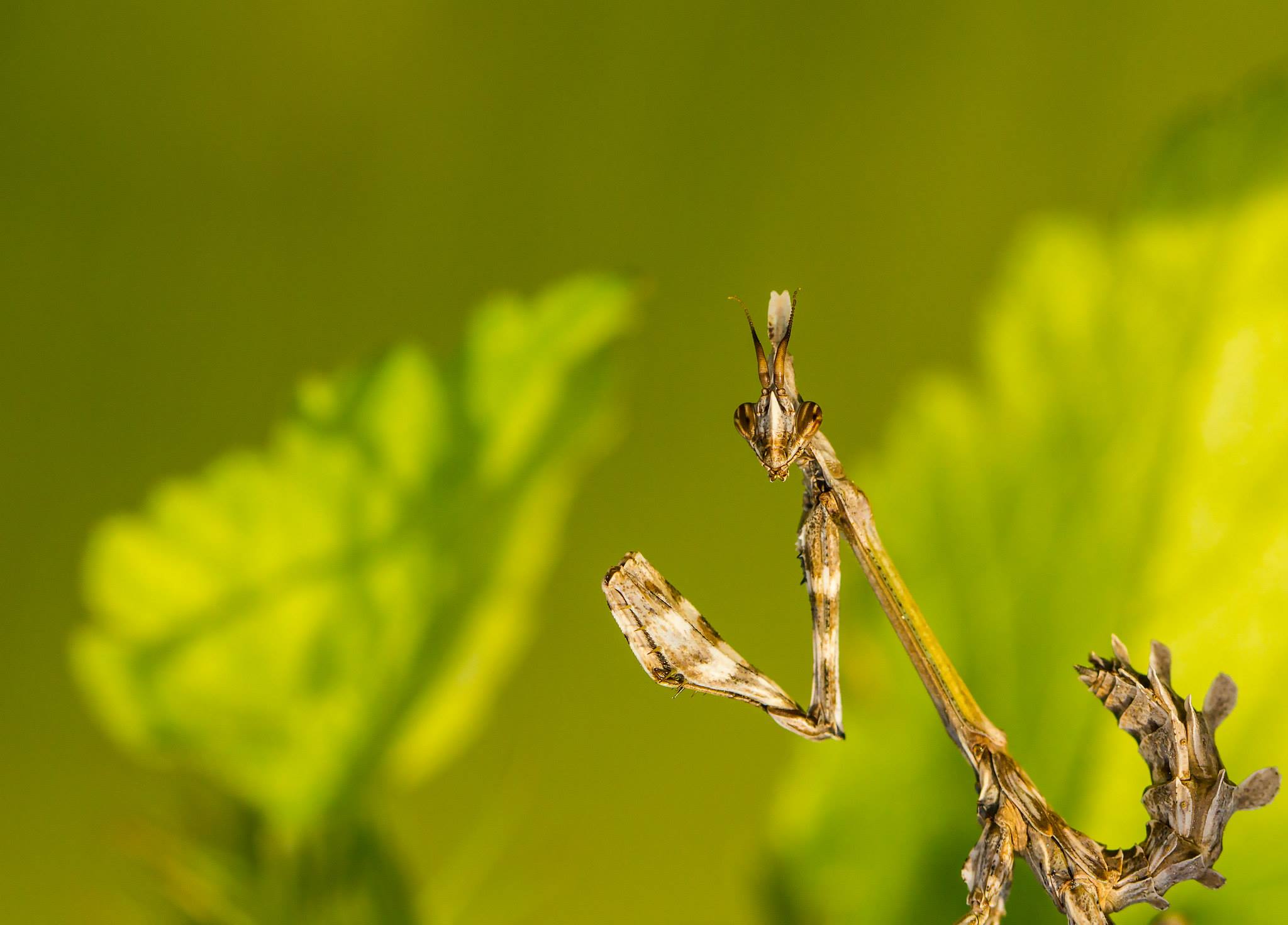 Bronze Award: Kardelen Dalbudak, Turkey, Fauna