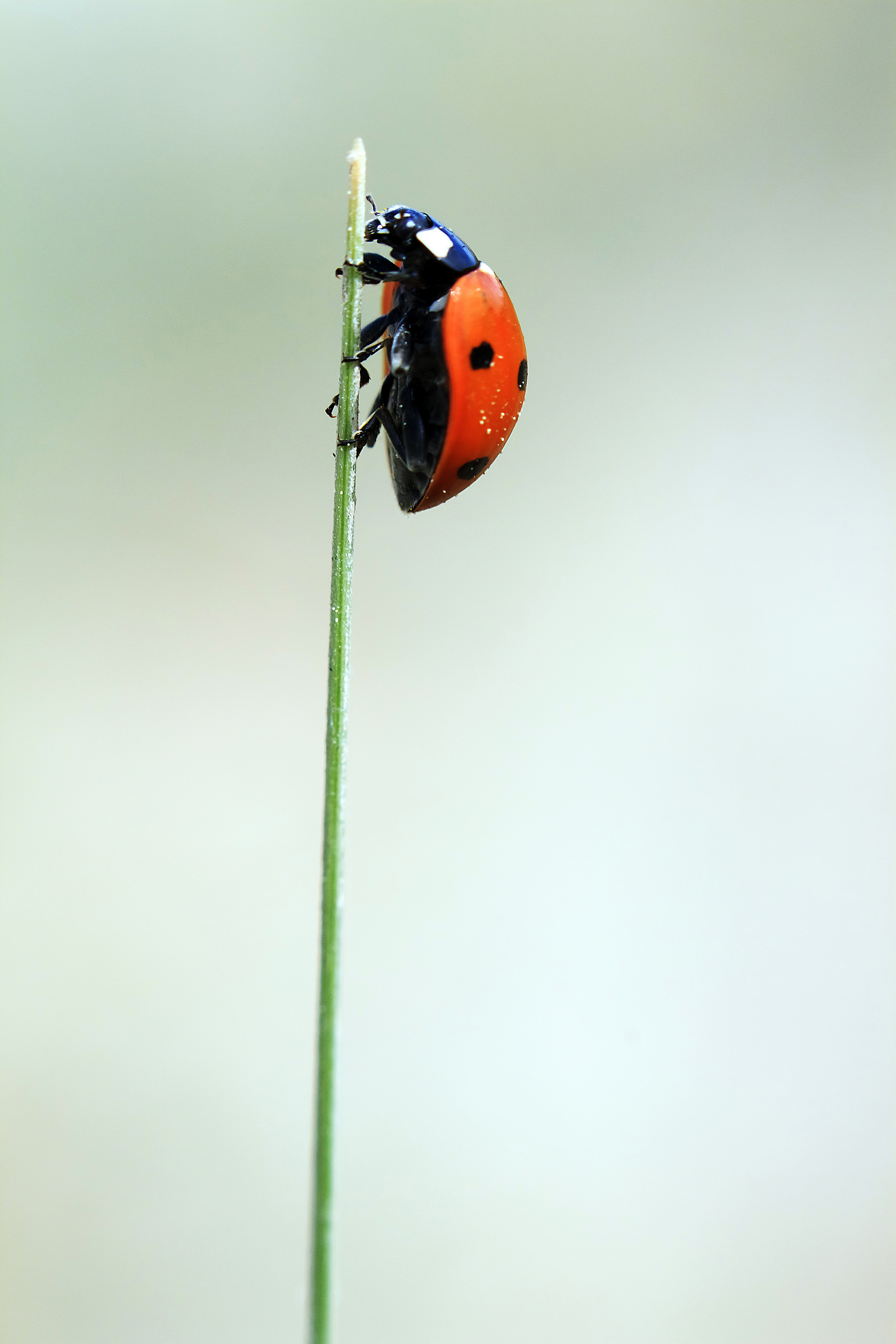 Bronze Award: Angel Ros Die, Spain, Fauna