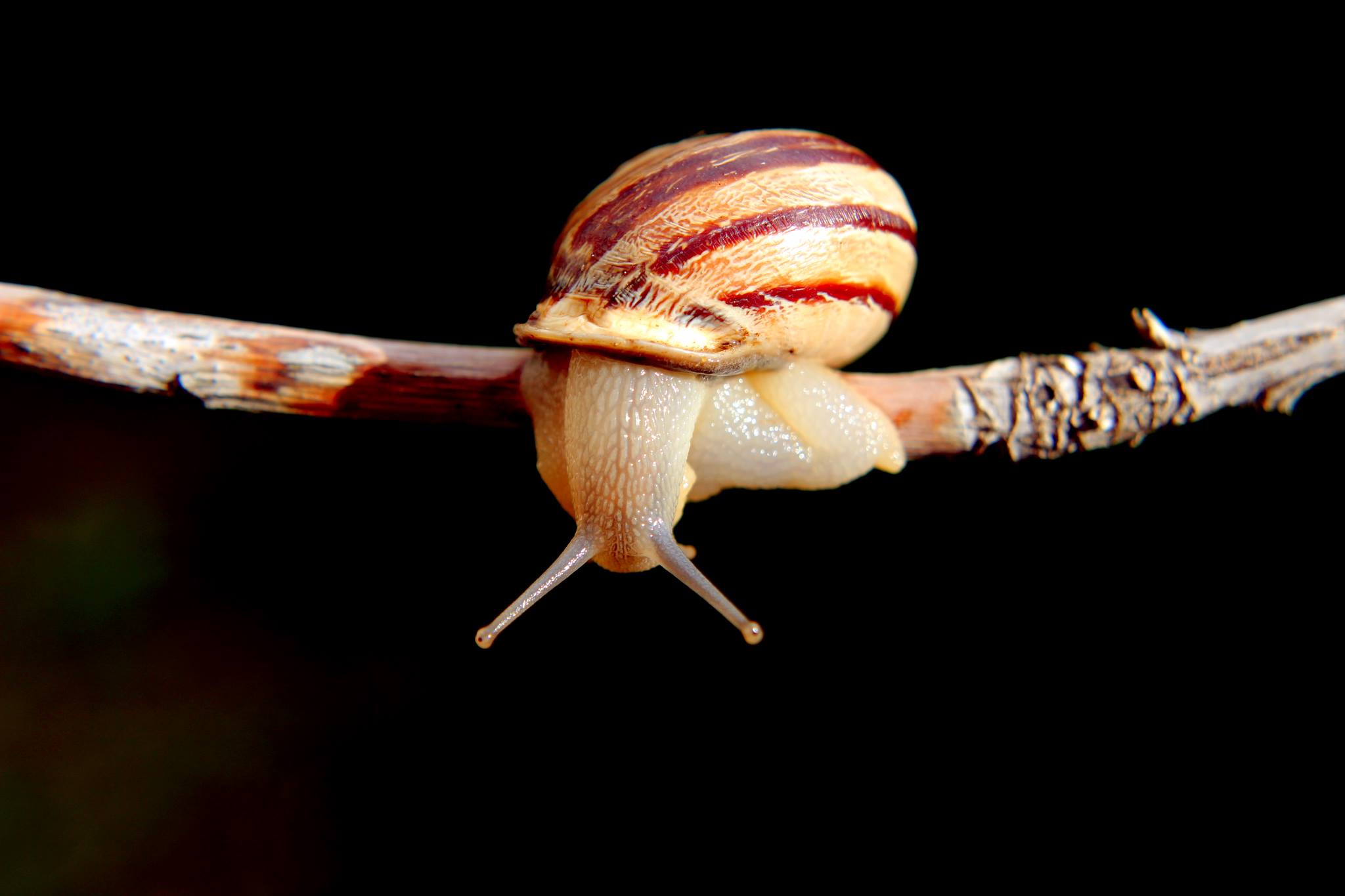 Bronze Award: Kardelen Dalbudak, Turkey, Fauna