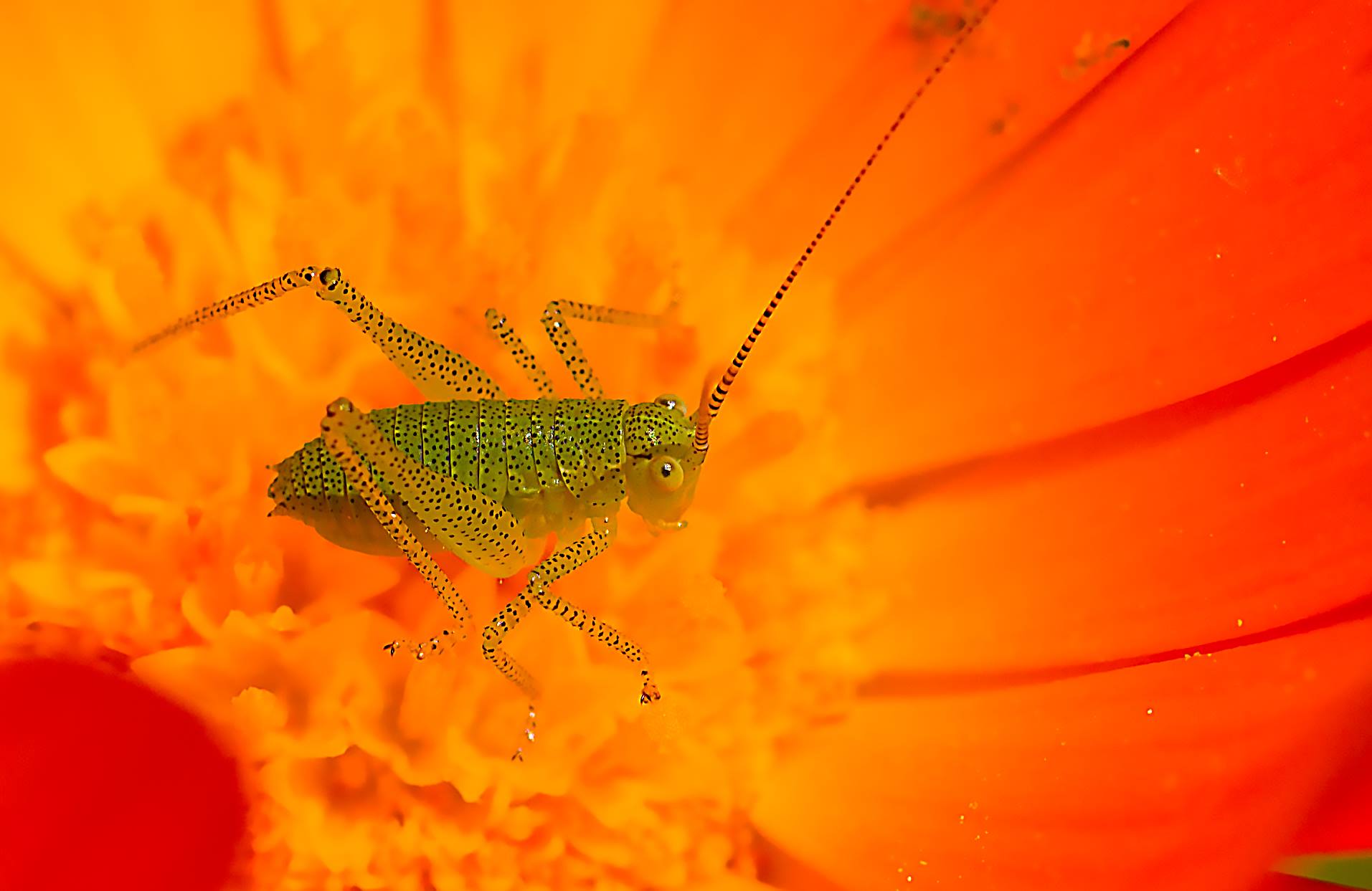 Bronze Award: Kardelen Dalbudak, Turkey, Fauna