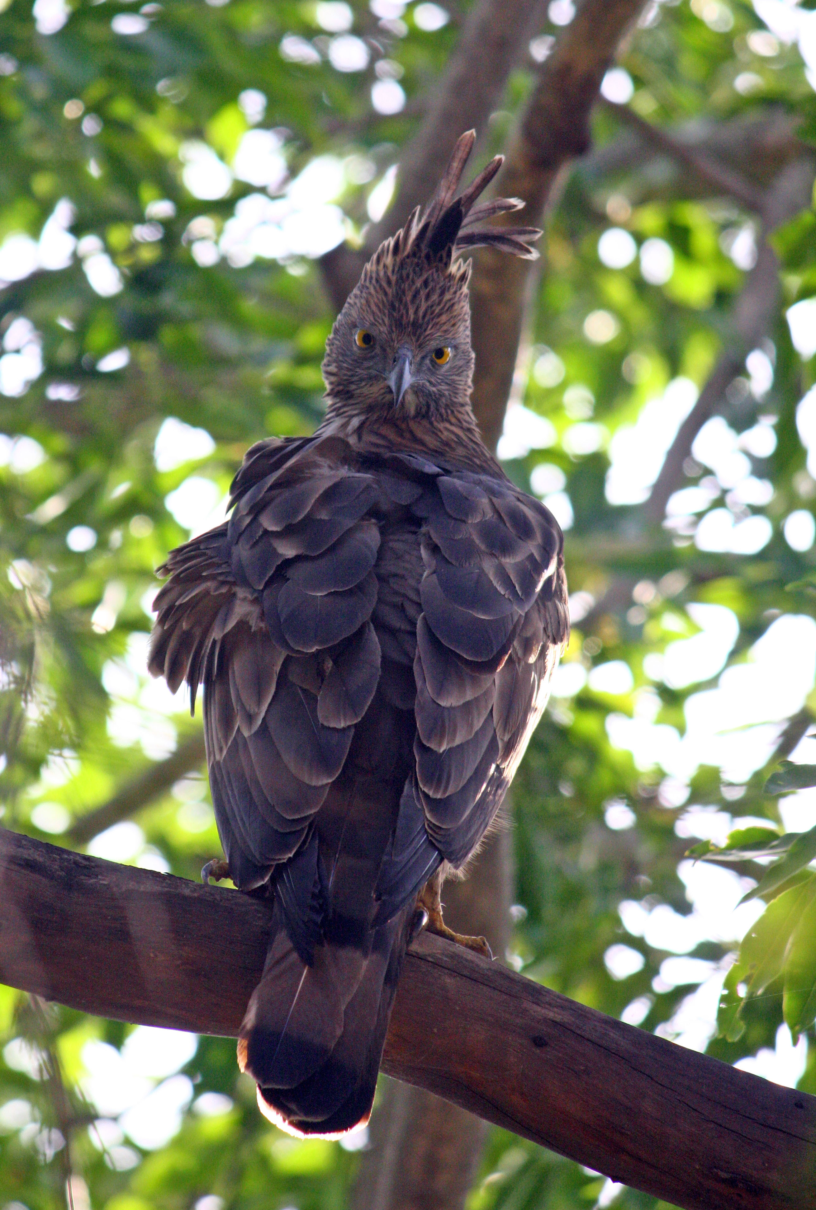 Bronze Award: Subhash Purohit, India, Fauna