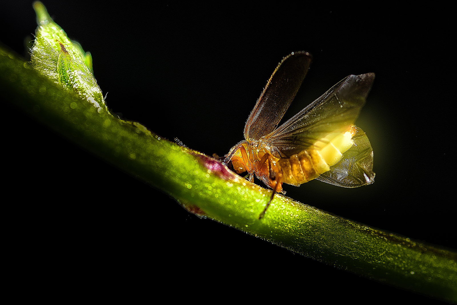 Bronze Award: Jose Ramos II, Philippines, Fauna