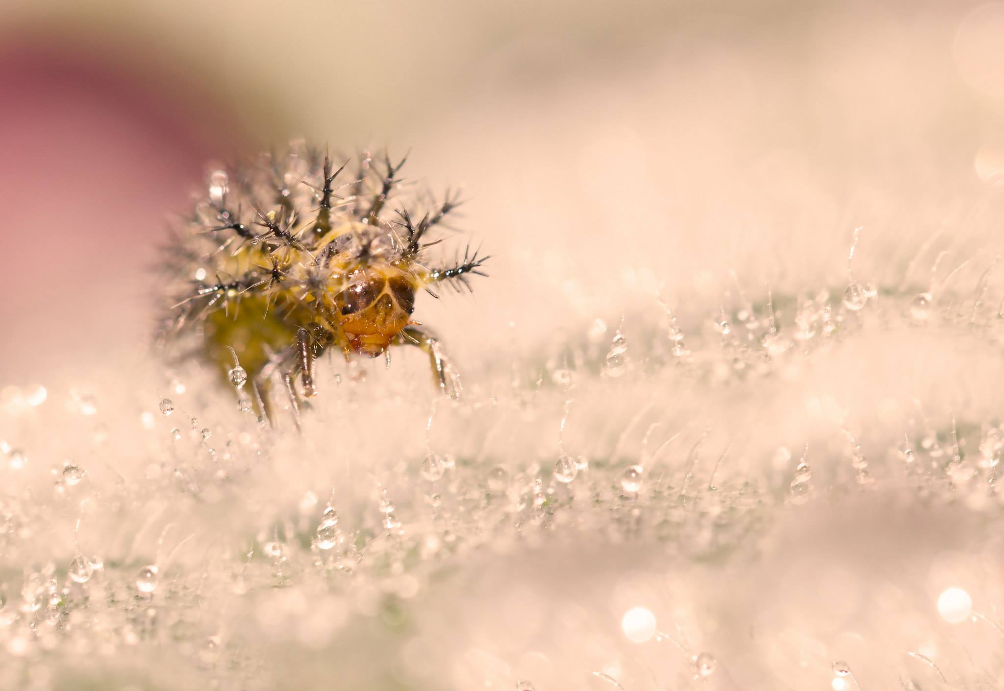 Gold Award: Kardelen Dalbudak, Turkey, Fauna