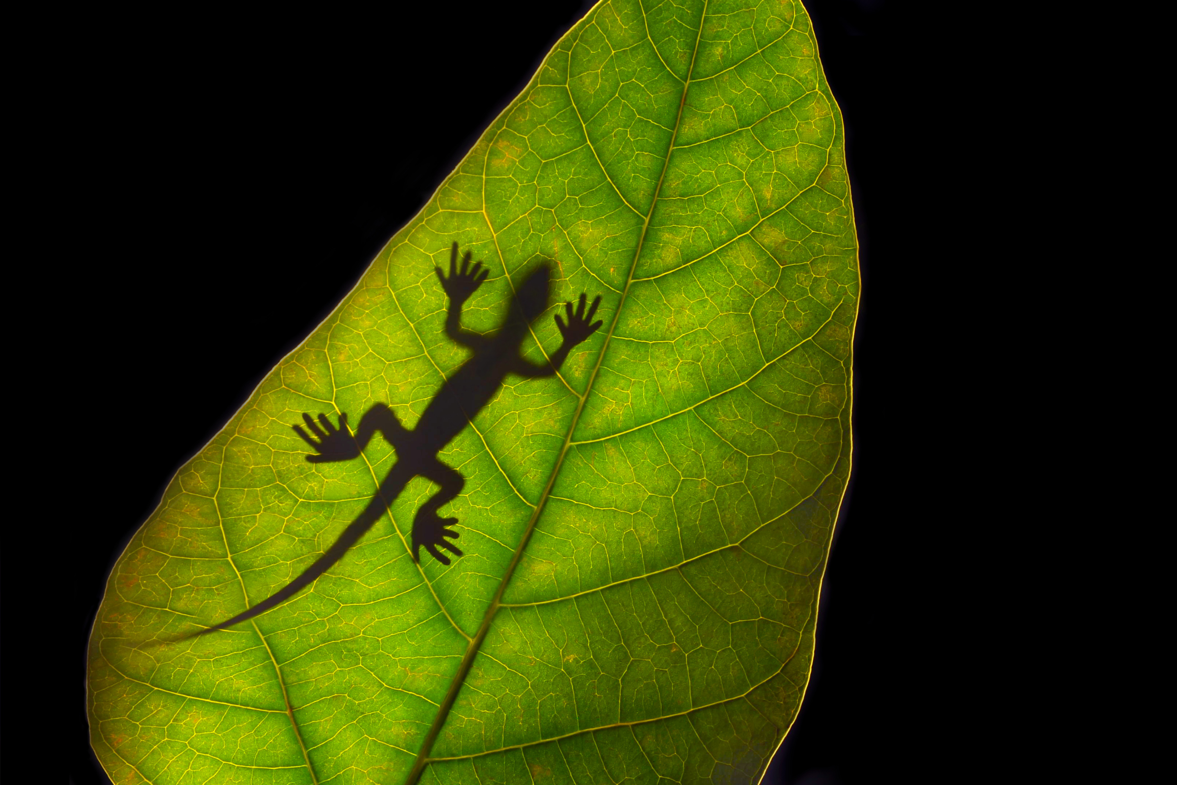 Gold Award: Leka Huie, Hong Kong, Fauna