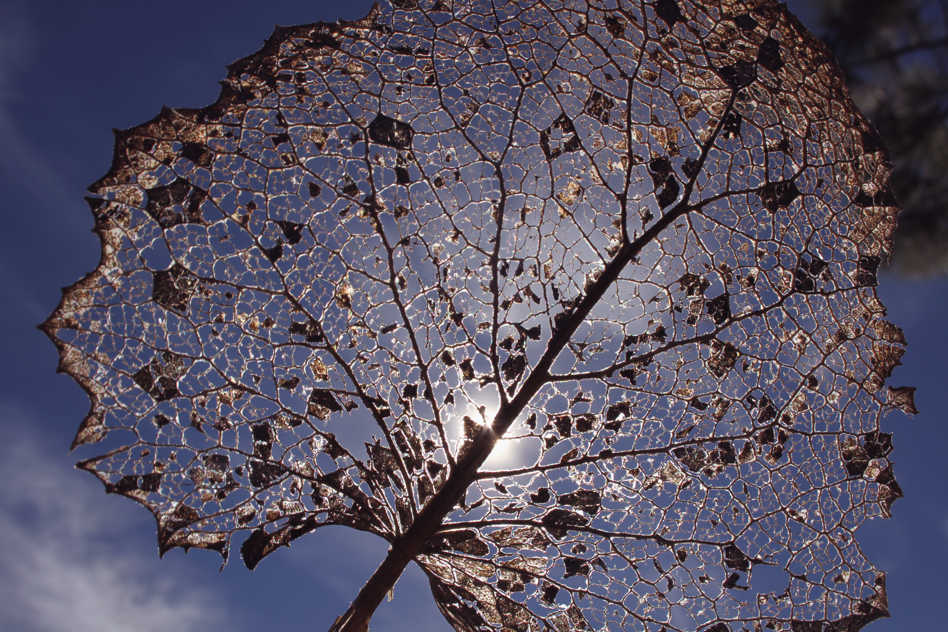 Silver Award: Victor Hugo Casillas Romo, Mexico, Scientific phenomena