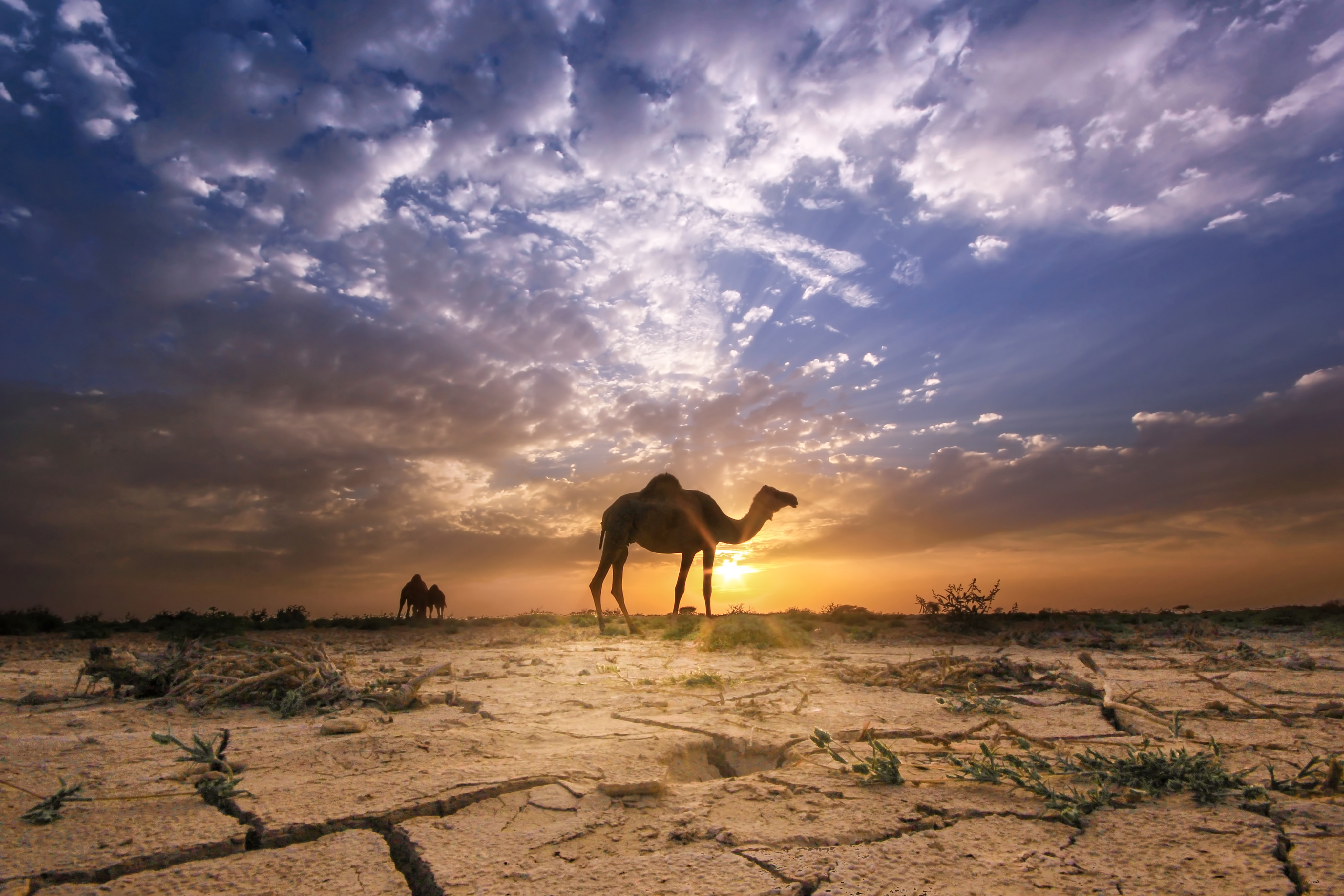 Silver Award: Faisal Al Zadjali, Oman, Fauna