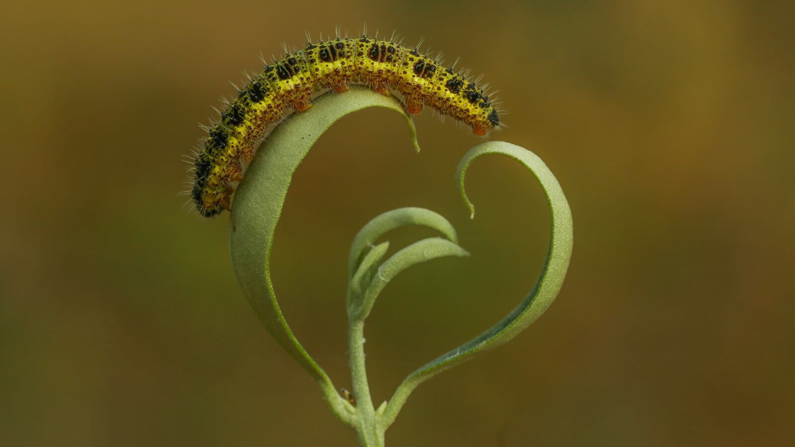 Silver Award: Mehmet Emre Demir, Turkey, Fauna