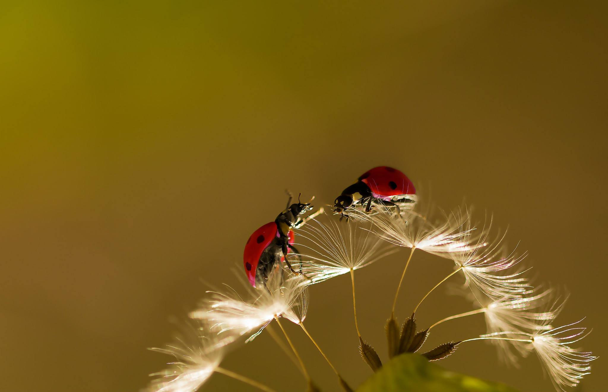 Silver Award: Kardelen Dalbudak, Turkey, Fauna