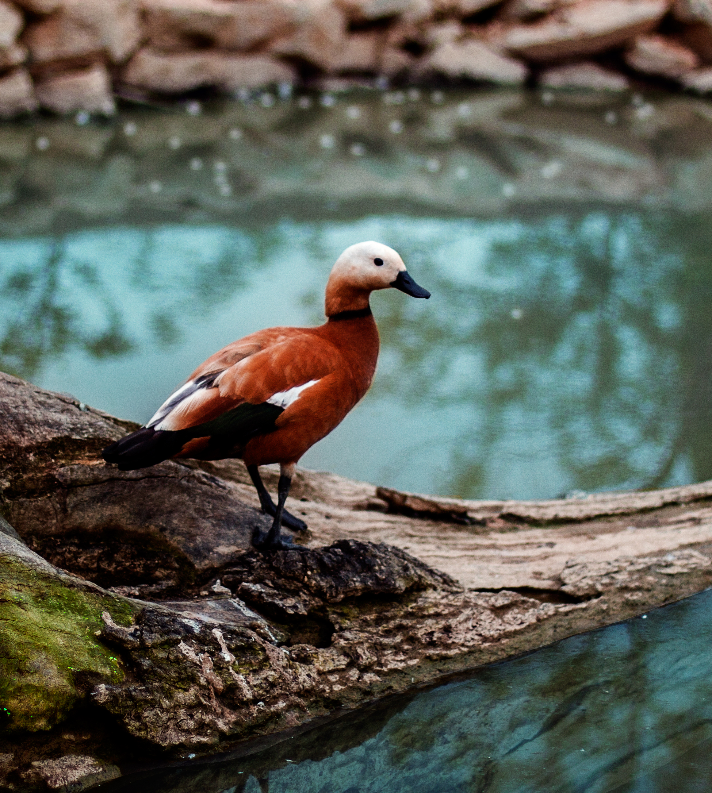 Bronze Award: Deniz Özkan, Turkey, Fauna