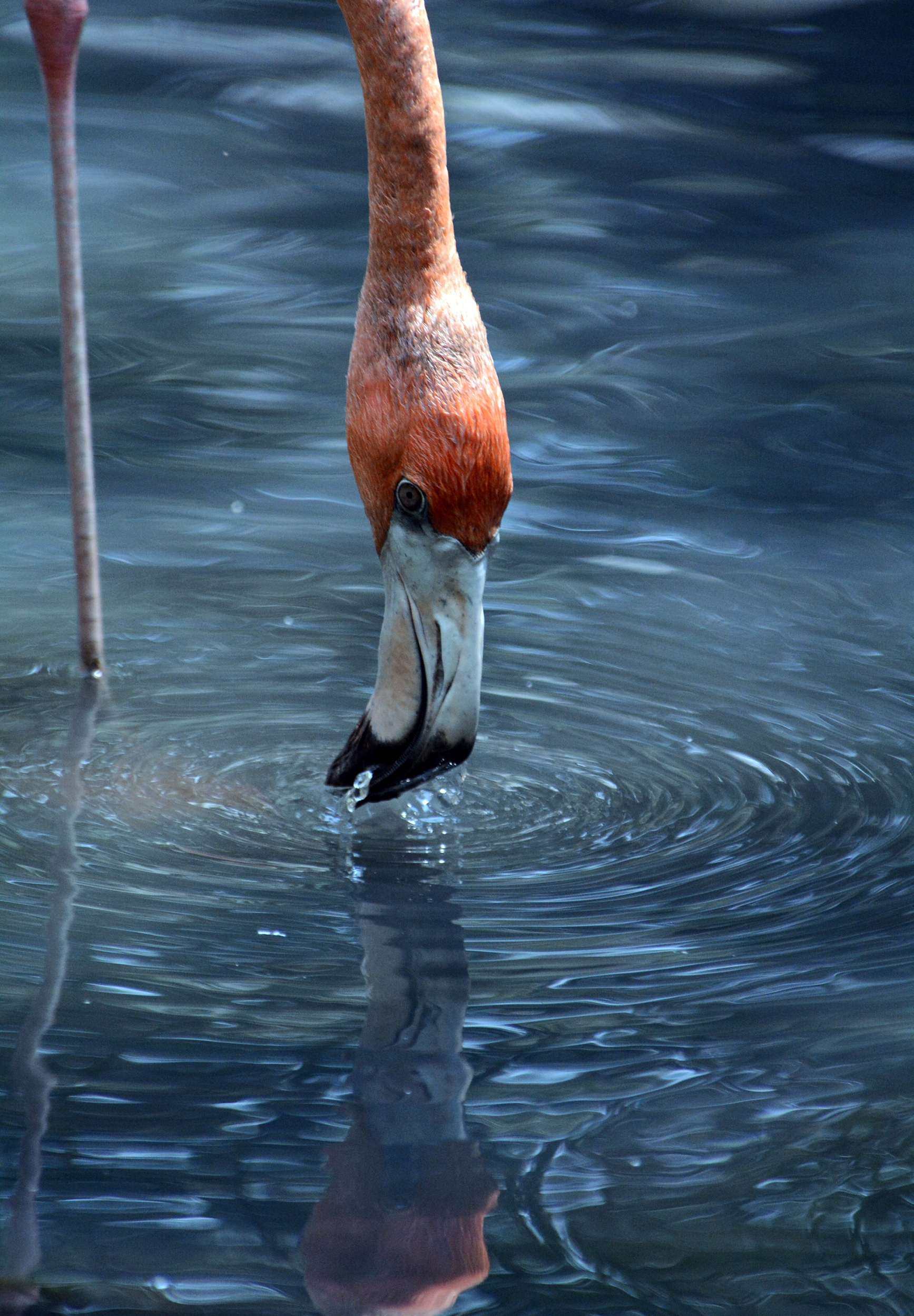 Bronze Award: Jophel Ybiosa, Philippines, Fauna