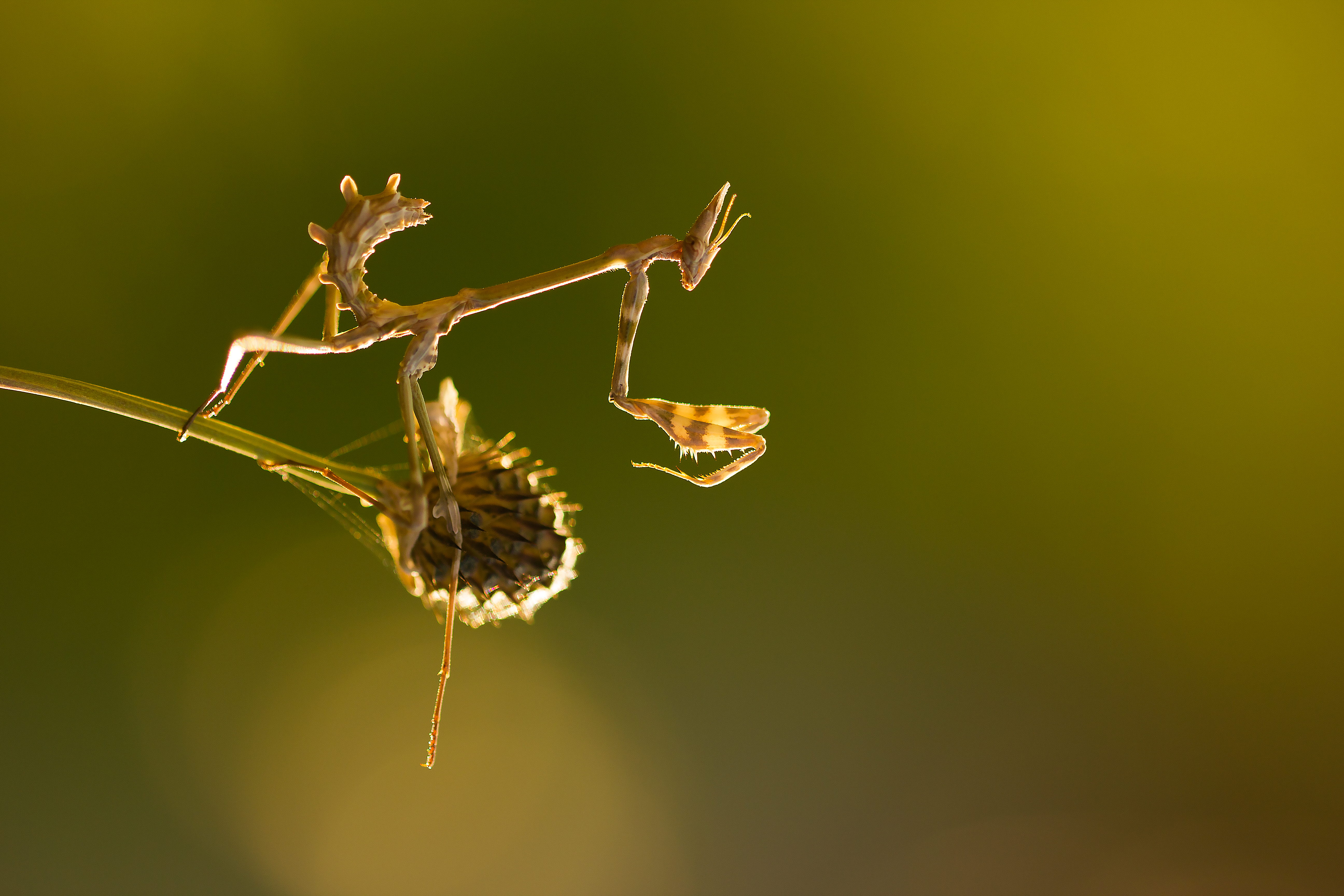 Bronze Award: Kardelen Dalbudak, Turkey, Fauna